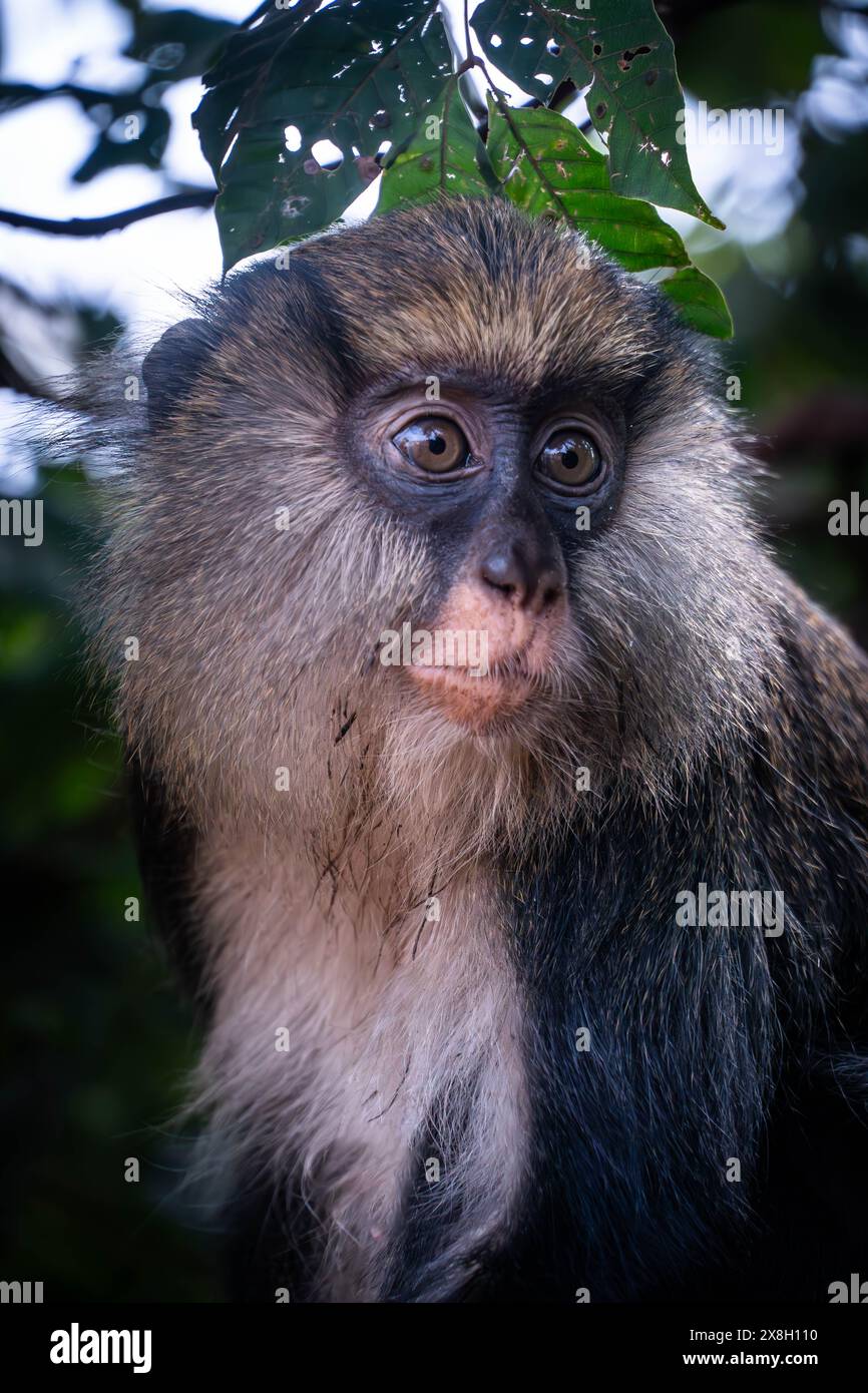 Das Porträt des wilden Campbell-Affen mit ausdrucksstarken Augen im heiligen Wald des Menschen, Elfenbeinküste. Stockfoto