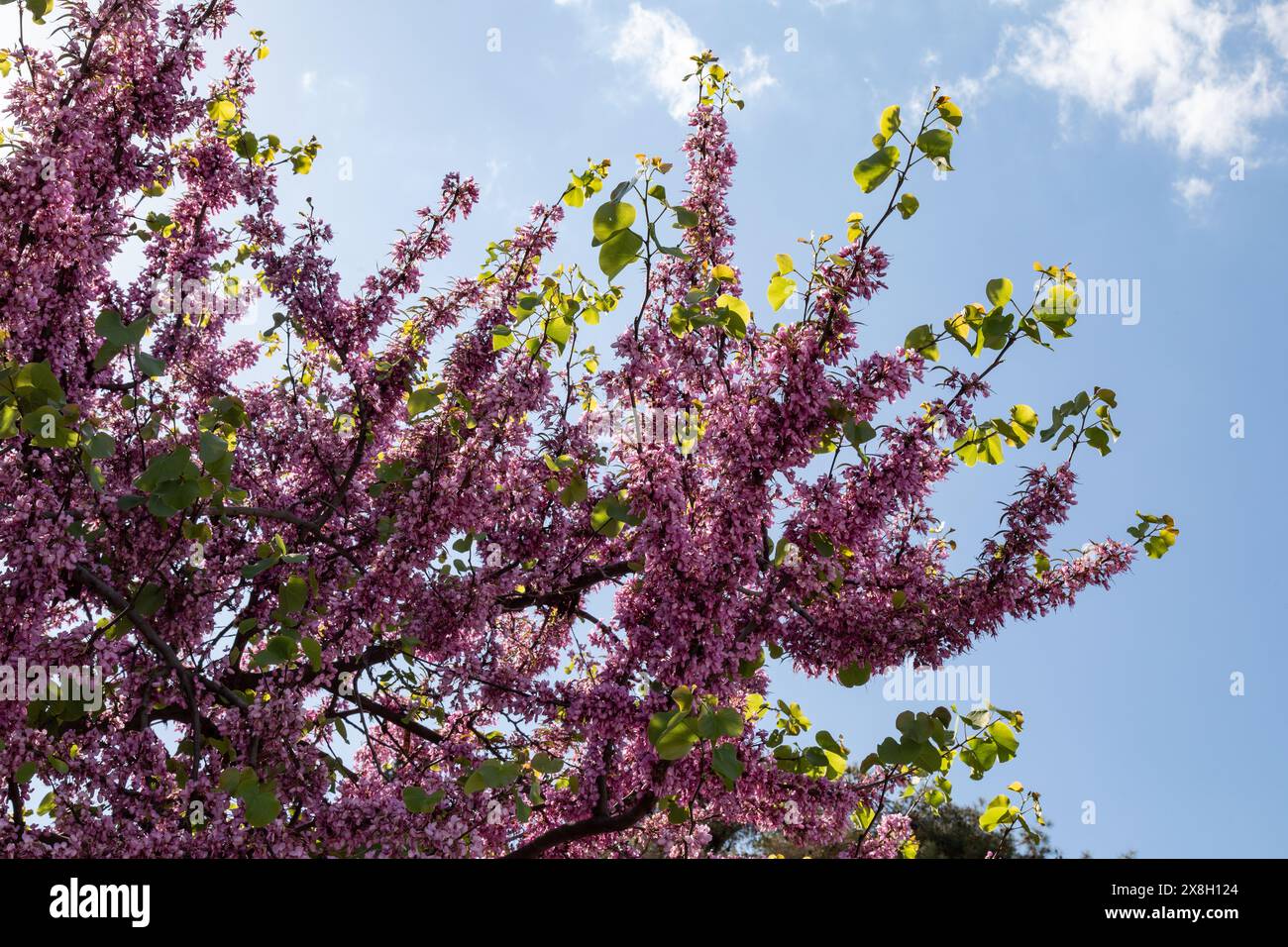 Judas-Baum in Blüte mit violetten Blüten, Athen, Griechenland, Europa. Stockfoto