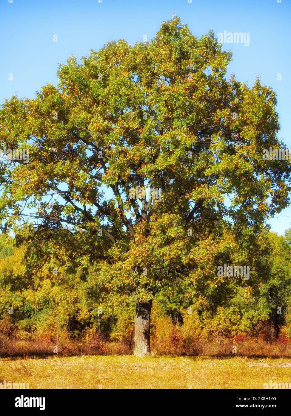 Ein einsamer Baum mit dickem Stamm, dichtem Grün und gelbem Laub, auf einem sonnendurchfluteten Feld, Herbststimmung. Großer Baum, robuster Stamm, grün-gelbe Blätter, blau Stockfoto