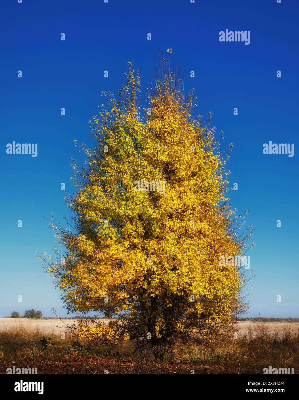 Einsamer Baum mit goldenem Laub unter hellem Himmel, der an die Schönheit des Herbstes und die Zyklen der Natur erinnert. Stockfoto