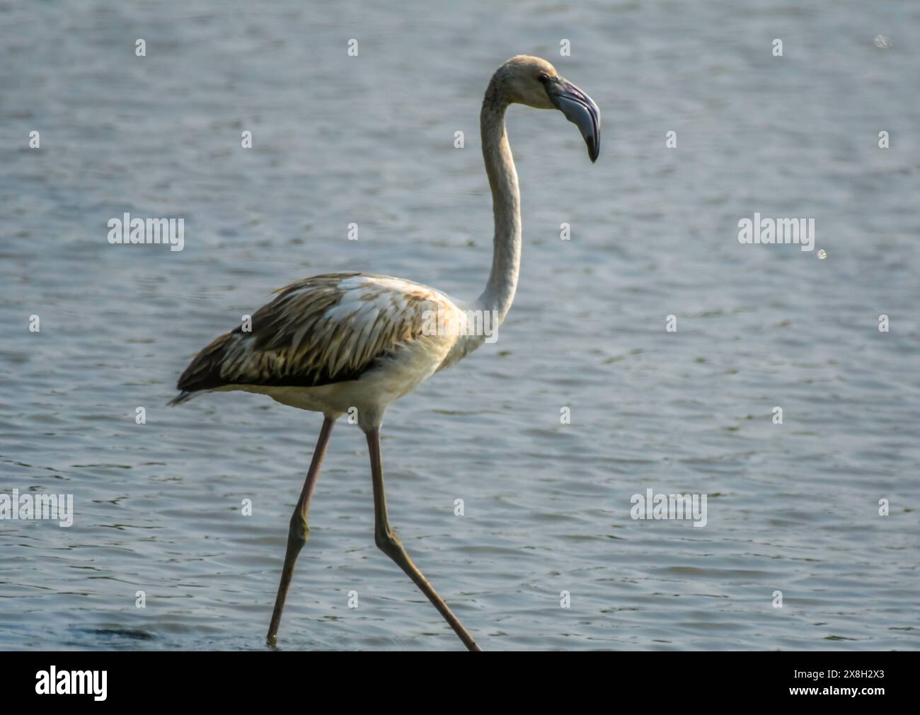 Thane District, auch bekannt als Flamingostadt in Maharashtra Indien Stockfoto