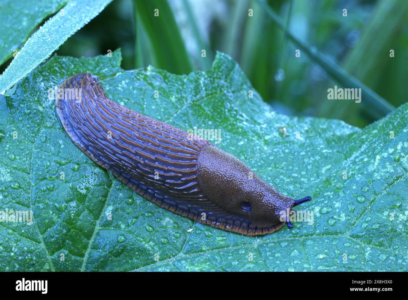 Schnecke auf grünem Blatt mit Morgentau Stockfoto