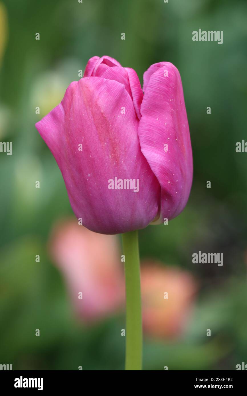 Vertikale Nahaufnahme einer einzelnen rosa Tulpe Stockfoto