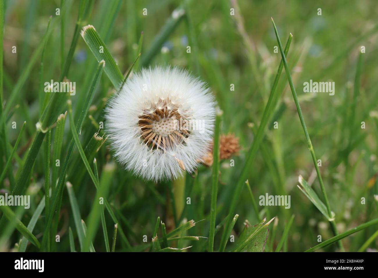 Löwenzahn-Samenkopf fängt an wegzublasen Stockfoto