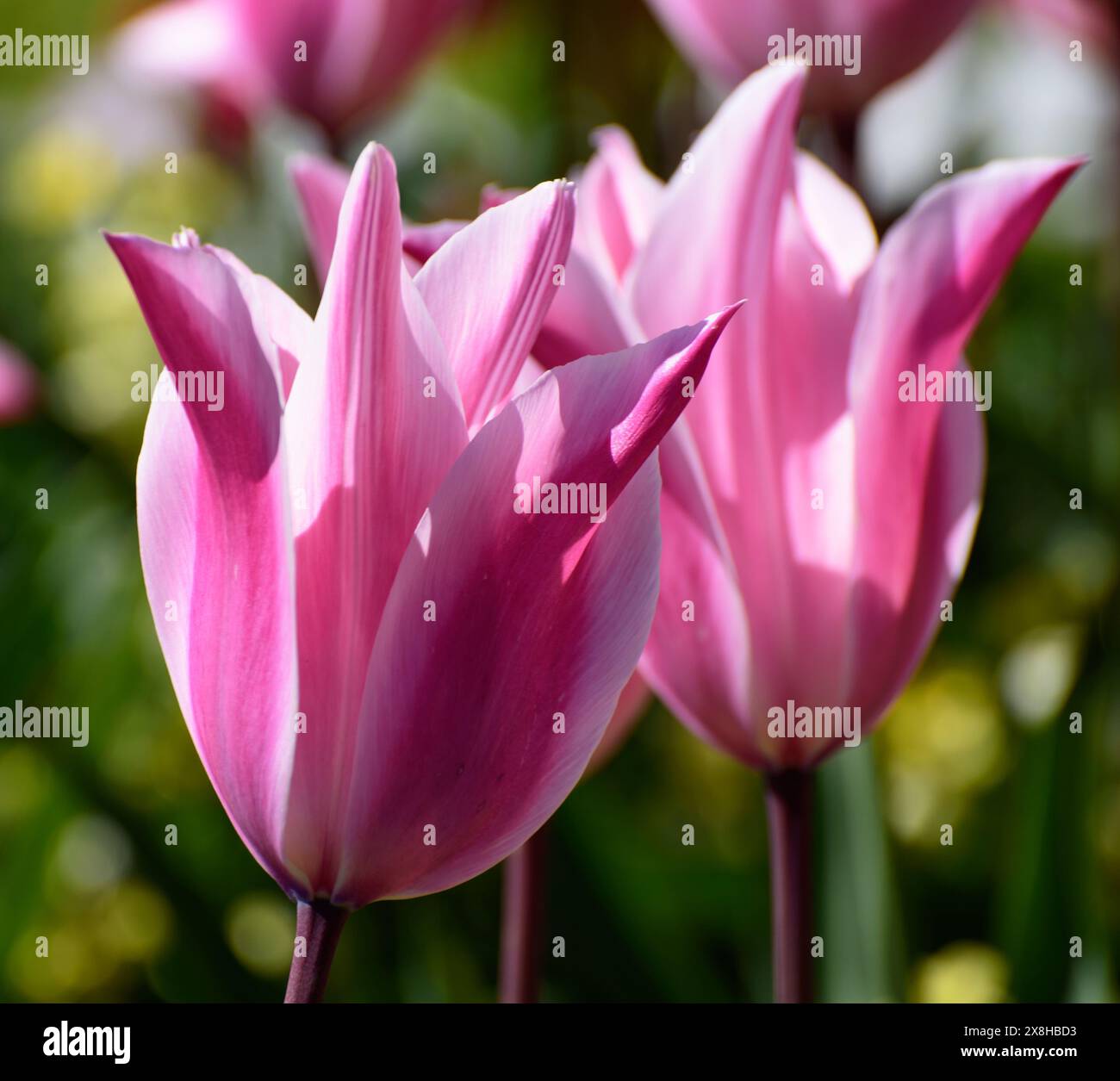 Schöne Kombinationen mit Tulpen Rosa und weiß blühen im Garten Stockfoto