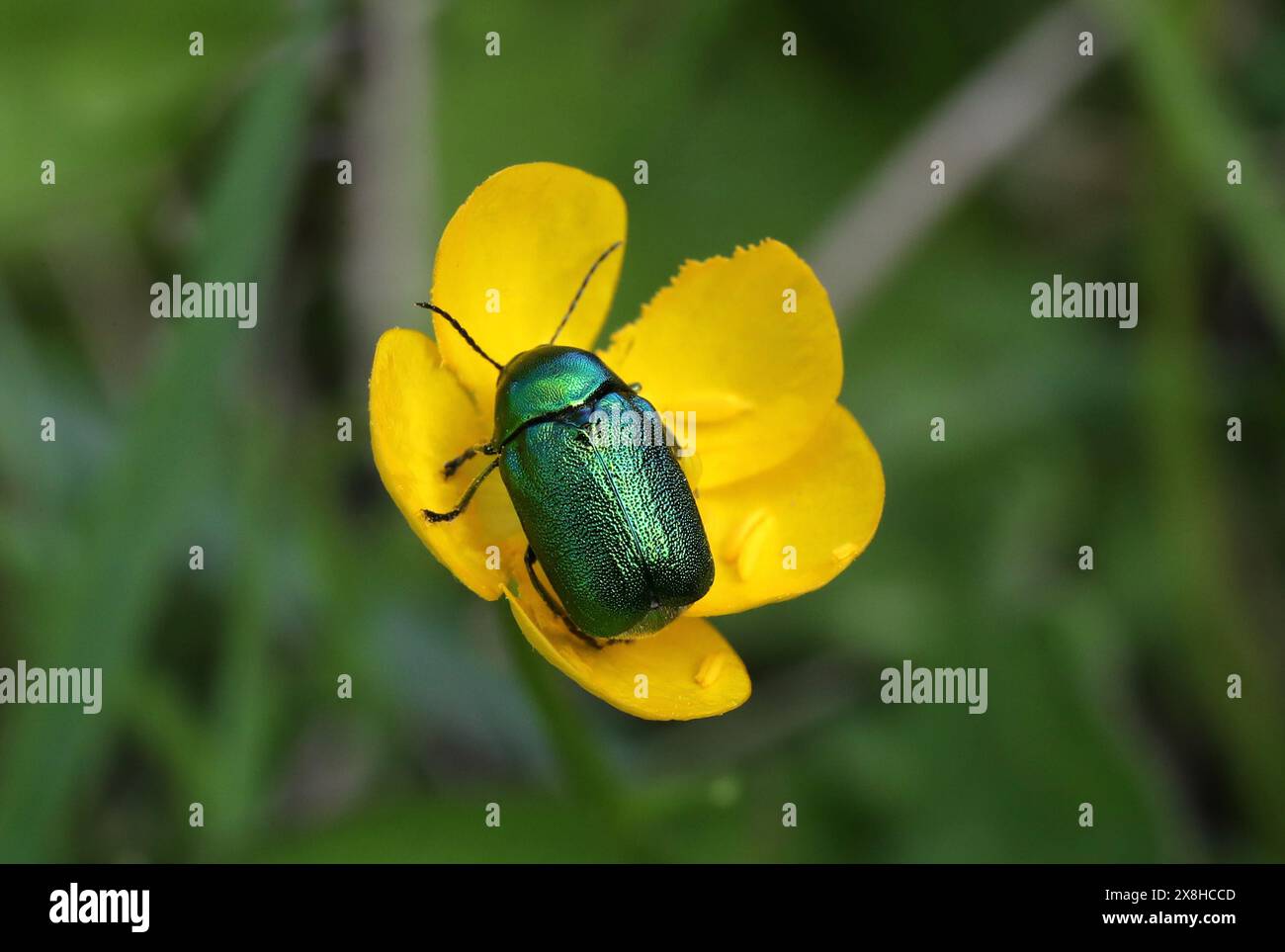 Grüner Metallblumenkäfer, Cryptocephalus aureolus, Chrysomelidae, Coleoptera. Knocking Hoe, Bedfordshire, Großbritannien Stockfoto