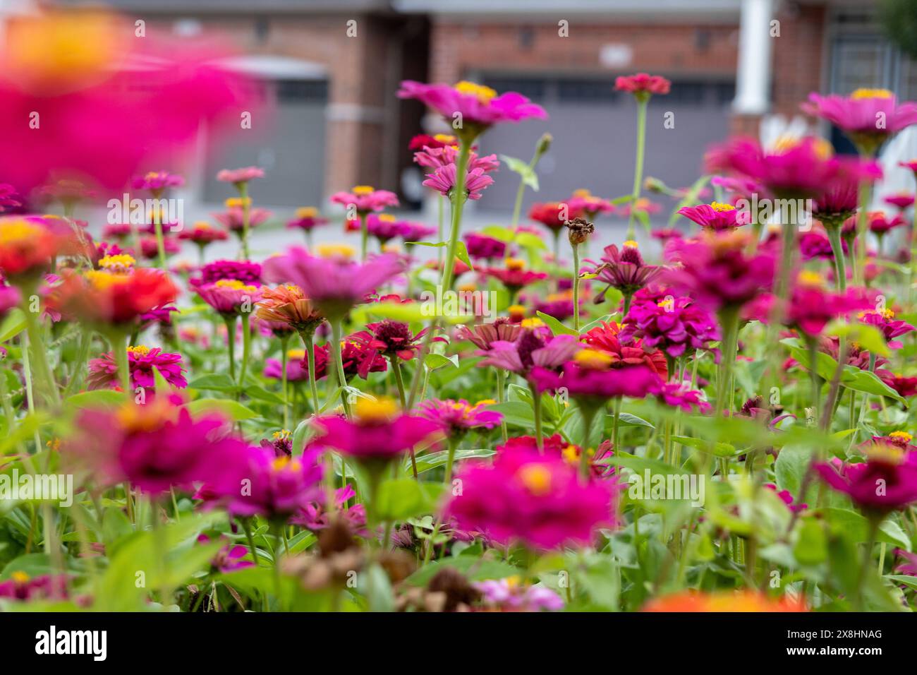 Leuchtend rosa und rote Zinnien in voller Blüte – mit verschwommenem urbanen Hintergrund. Aufgenommen in Toronto, Kanada. Stockfoto