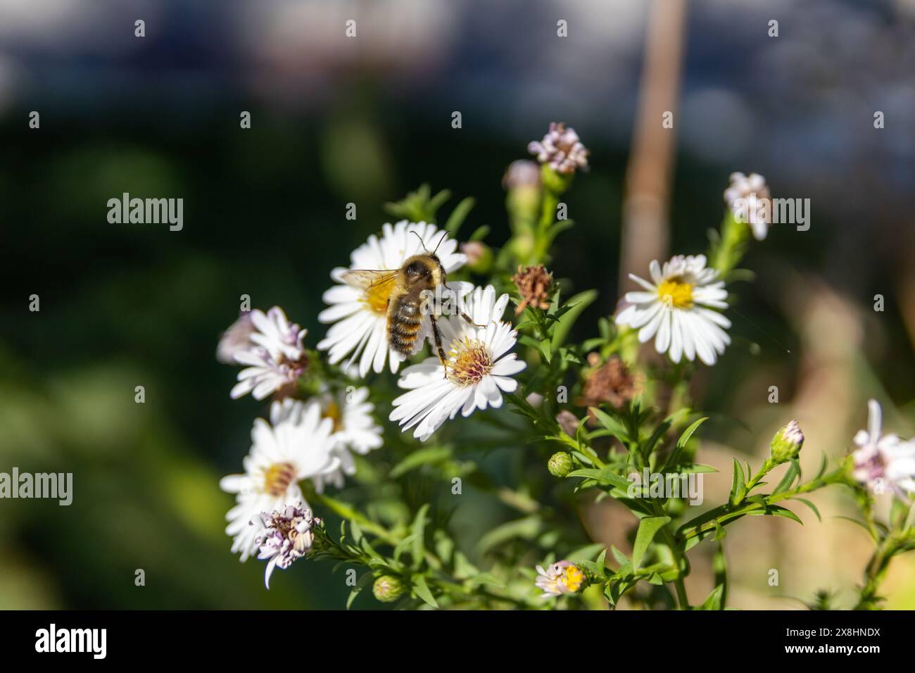 Biene sammelt Nektar auf weißer Blume mit gelbem Zentrum - schwarzer und gelber Körper - mit Pollen bedeckte Beine - umliegende Blüten. Aufgenommen in Toronto, Kanada. Stockfoto