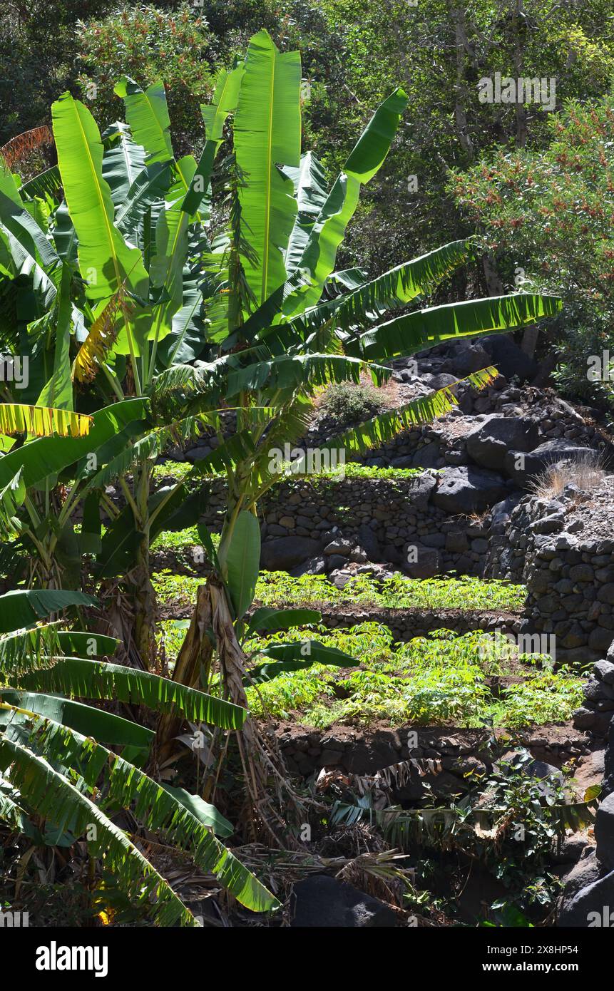 Nachhaltige Landwirtschaft in Trockengebieten: Santo Antao, Cabo Verde Stockfoto