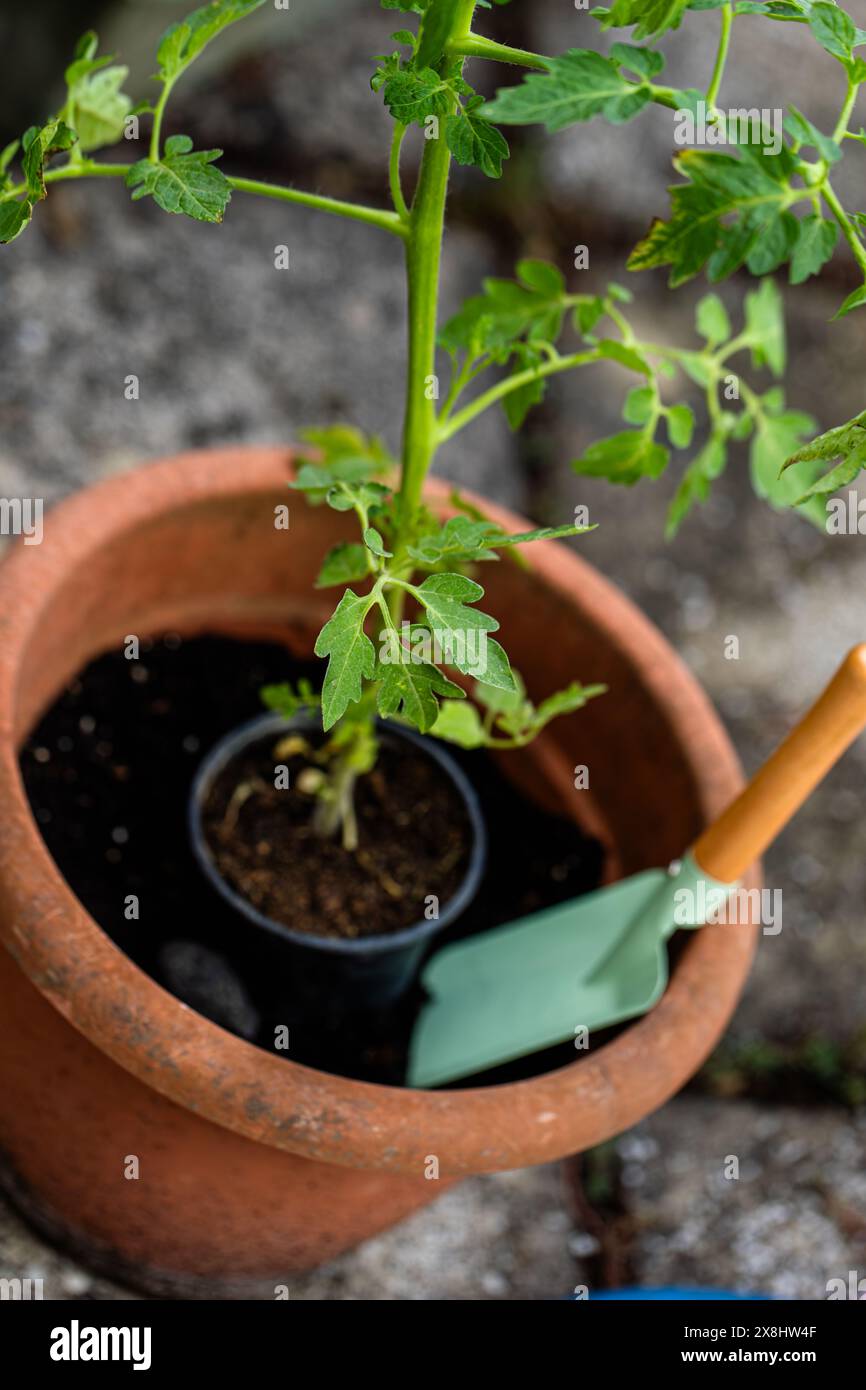 Eine kleine grüne Pflanze Ein Kirschtomatenkeimling wird in einen Topf gepflanzt, um auf der Terrasse zu wachsen und in einem Topf gedeihen zu lassen. Die Pflanzen zart le Stockfoto