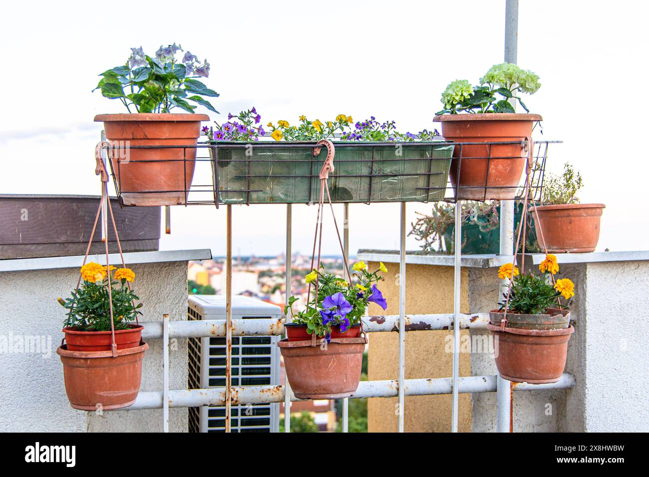 Mehrere Topfpflanzen sind an einer Wand angeordnet, wodurch ein vertikaler Garten entsteht. Die Pflanzen werden an Haken aufgehängt und in stilvollen Behältern gesichert. Dies Stockfoto