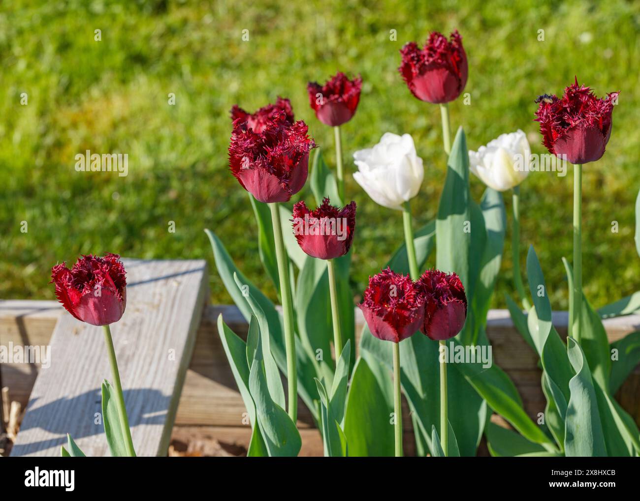 „Gorilla“-gesäumte Tulpe, Franstulpan (Tulipa gesneriana) Stockfoto