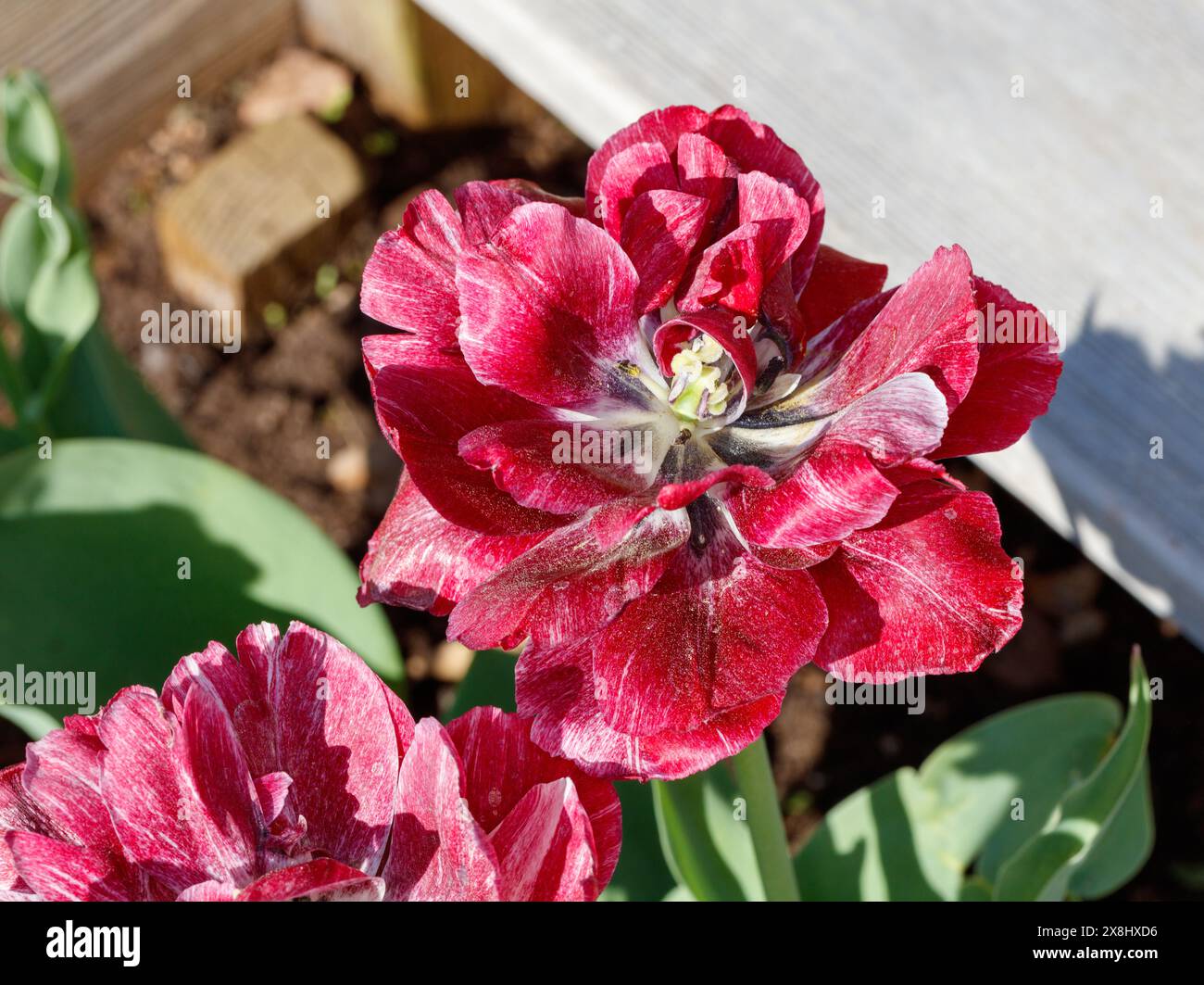 „Nachtwacht, Nachtwache“ Doppel frühe Tulpe, Tidig fylld Tulpan (Tulipa gesneriana) Stockfoto