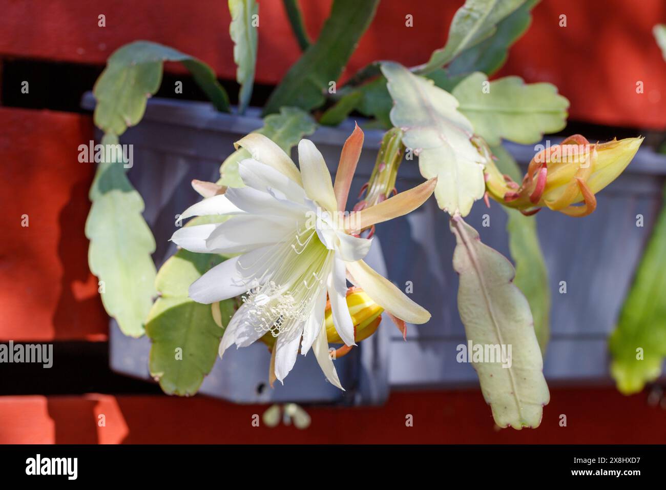 „White Splendor“ Orchideenkaktus, Bladkaktus (Epiphyllum Hybrid) Stockfoto