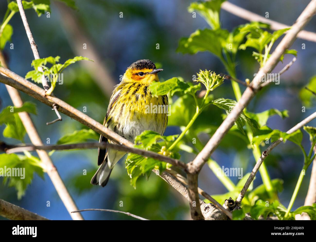 Nahaufnahme eines männlichen Cape May Warbler, der während des Frühlingszuges in Ontario, Kanada, in einem grünen Sträucher sitzt. Der wissenschaftliche Name ist Setophaga tigrina. Stockfoto