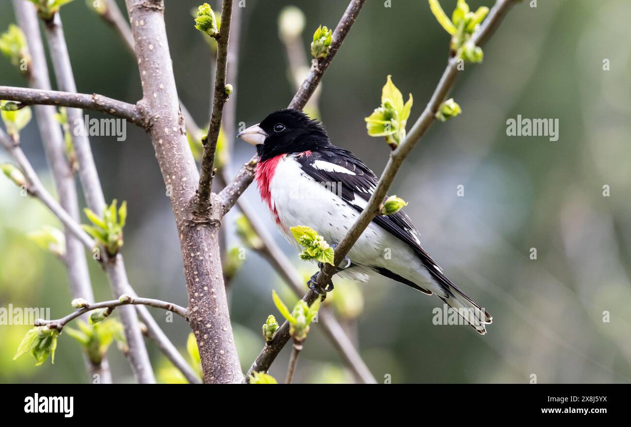 Nahaufnahme eines männlichen Rosenschnabels, der in einem Blattstrauch in Ontario, Kanada, thront Stockfoto