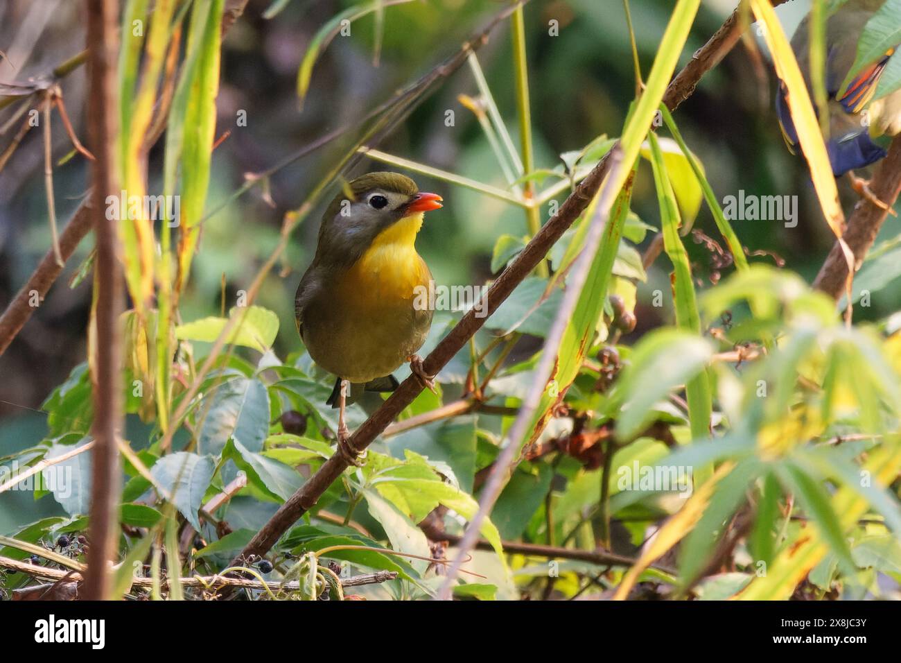 Rotschnabel-Leiothrix, chinesische Nachtigall Stockfoto