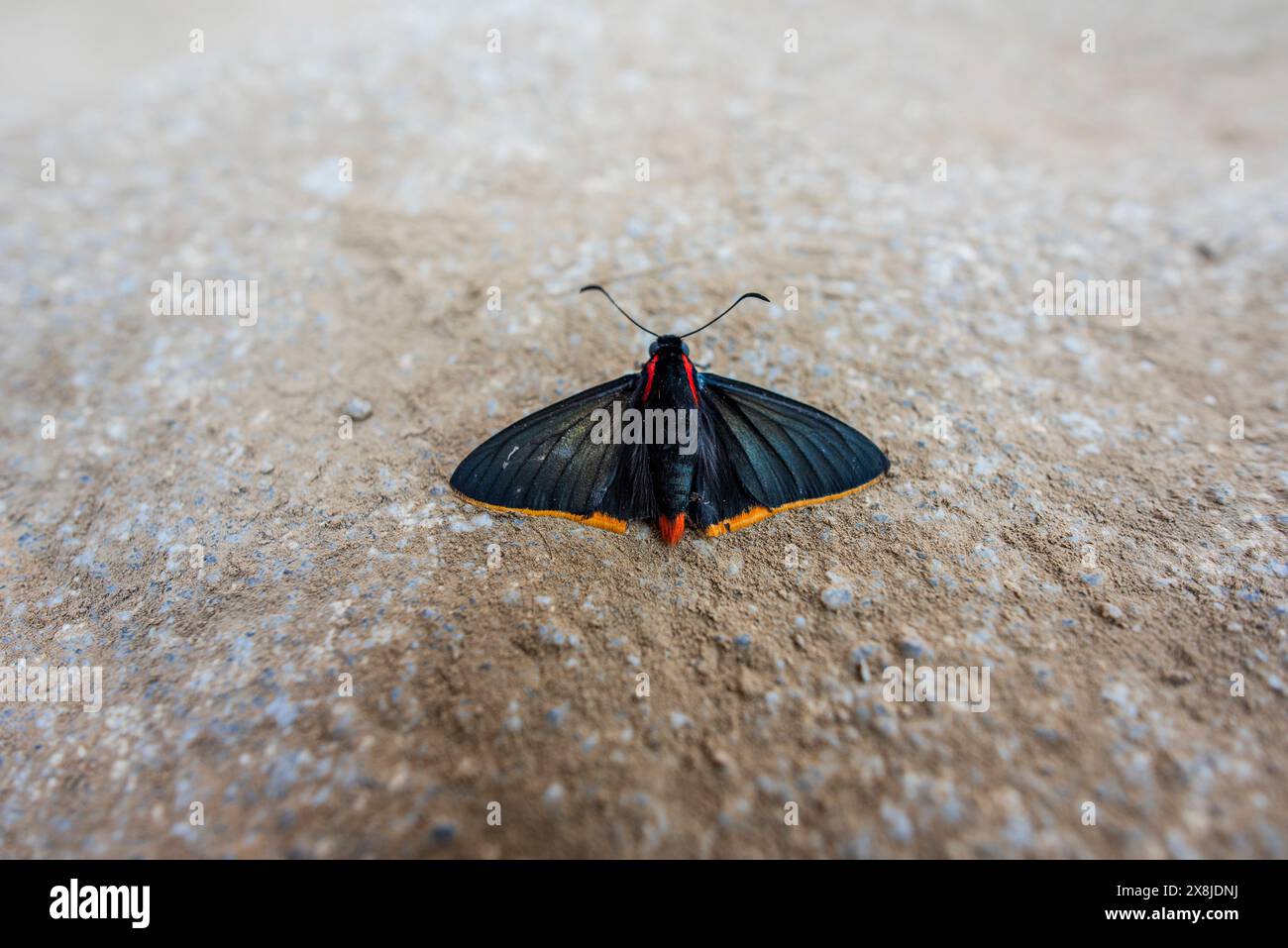 Großaufnahme eines schwarzen Insekts mit schwarzen Flügeln und orangefarbenen und roten Streifen Stockfoto