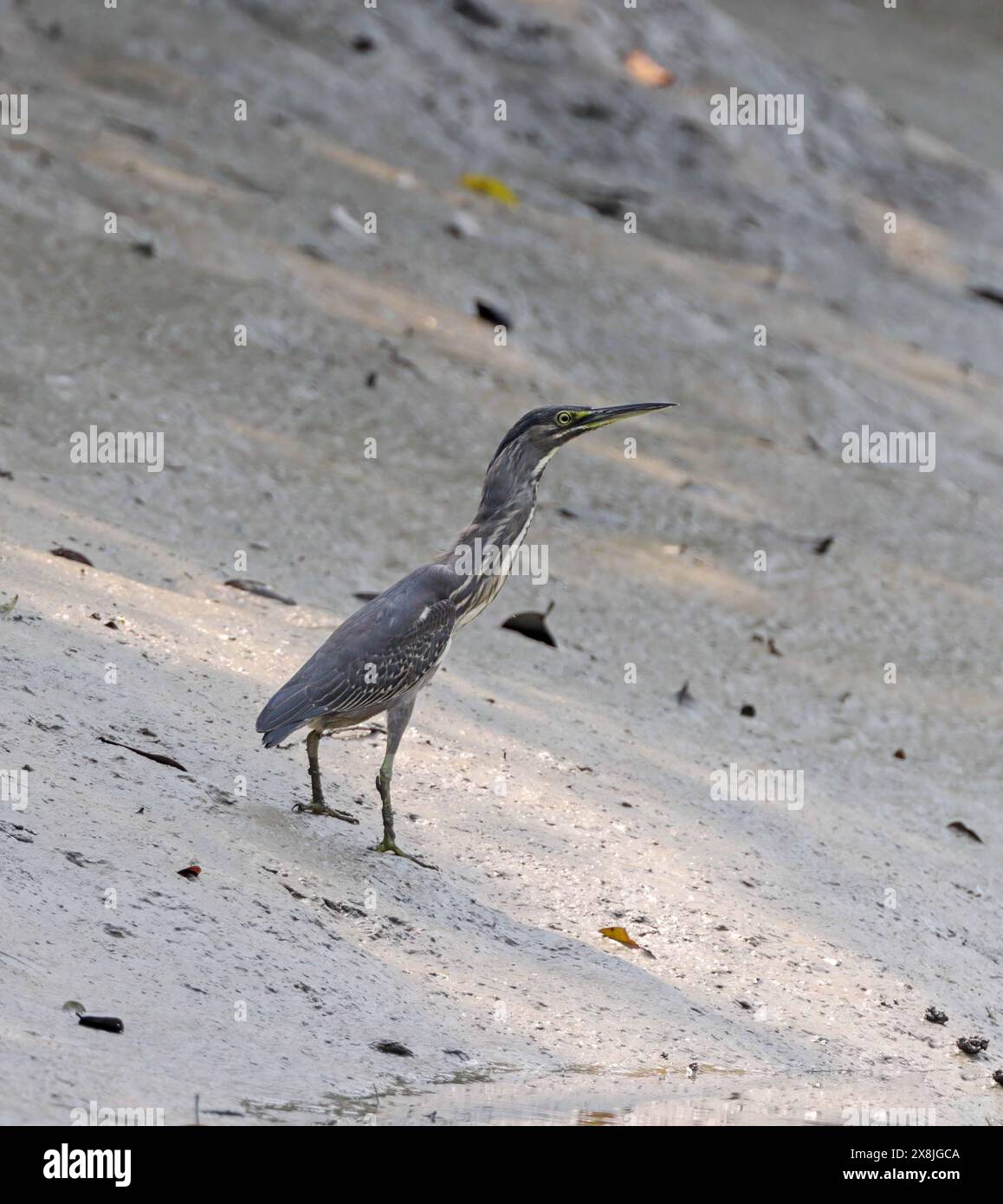 Gestreifter Reiher in sundarbans. Dieses Foto wurde aus dem sundarbans-Nationalpark in Bangladesch gemacht. Stockfoto