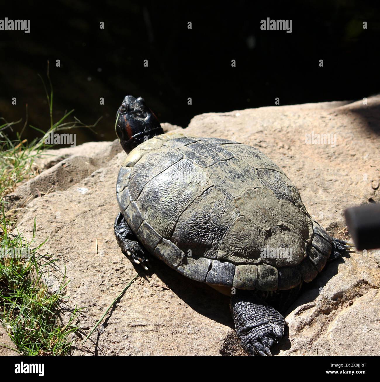 Okavango Schlammschildkröte (Pelusios bechuanicus) bei einem Teich : (Pix Sanjiv Shukla) Stockfoto