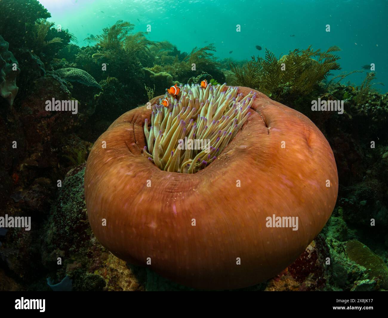 Falsche Clownfische, Amphiprion ocellaris, in einer herrlichen Anemone, Pink Beach, Komodo Nationalpark, Indonesien Stockfoto