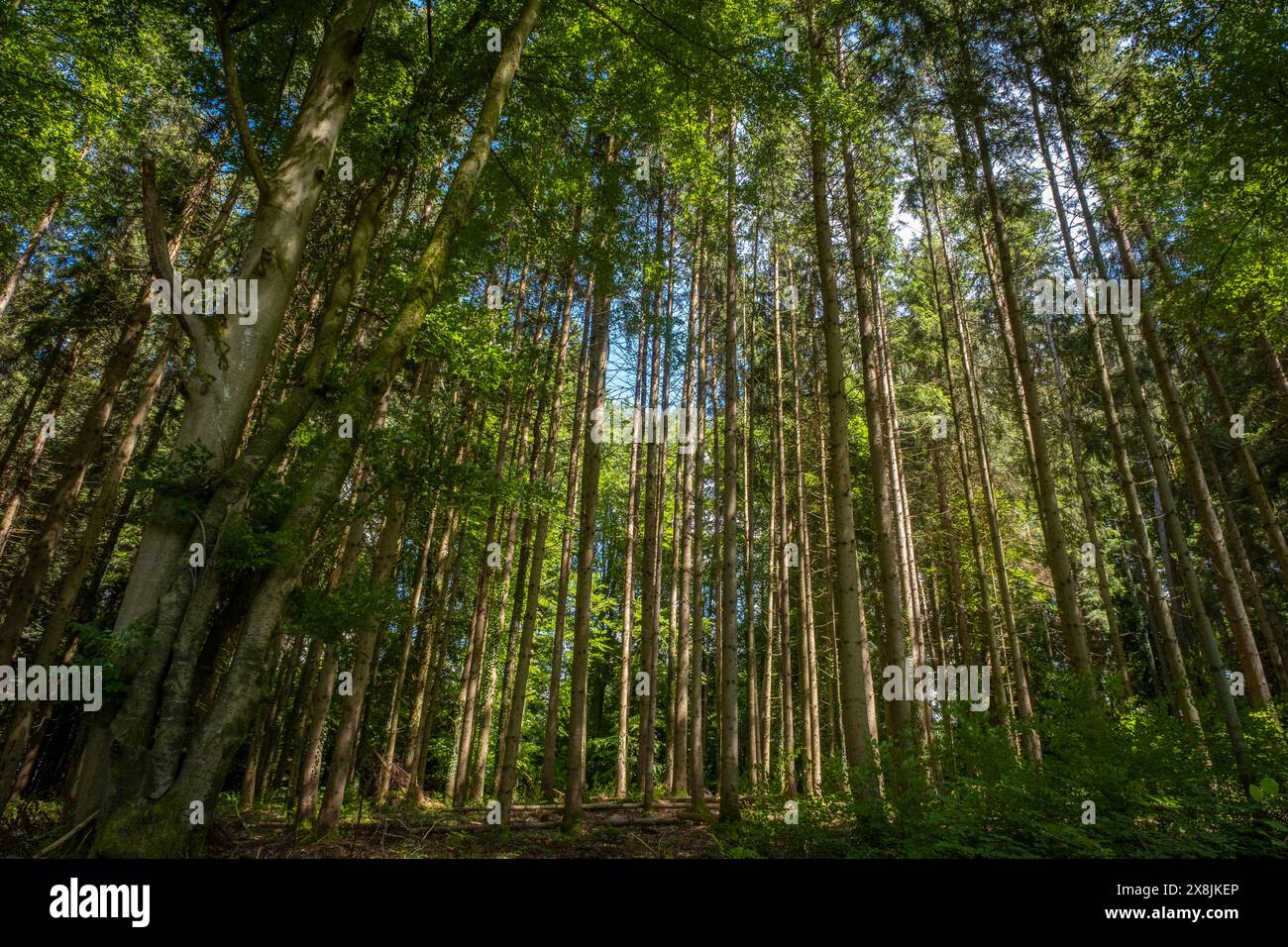 Spaziergang durch den Wald am Degersee Stockfoto