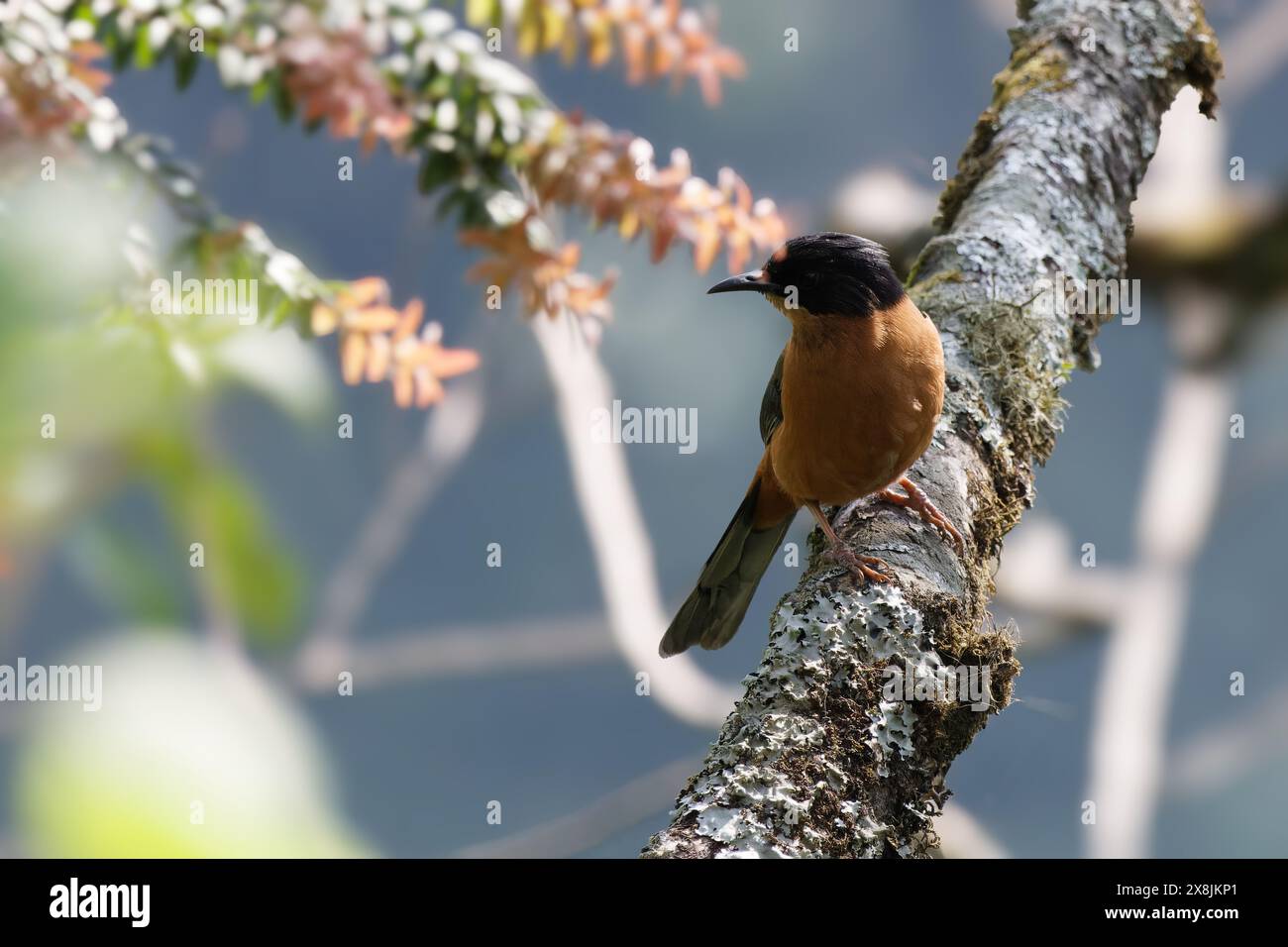 Rufous Sibia ist ein singvogel aus der Himalaya-Region des indischen Subkontinents. Es ist eine Freude für Vogelbeobachter. Stockfoto