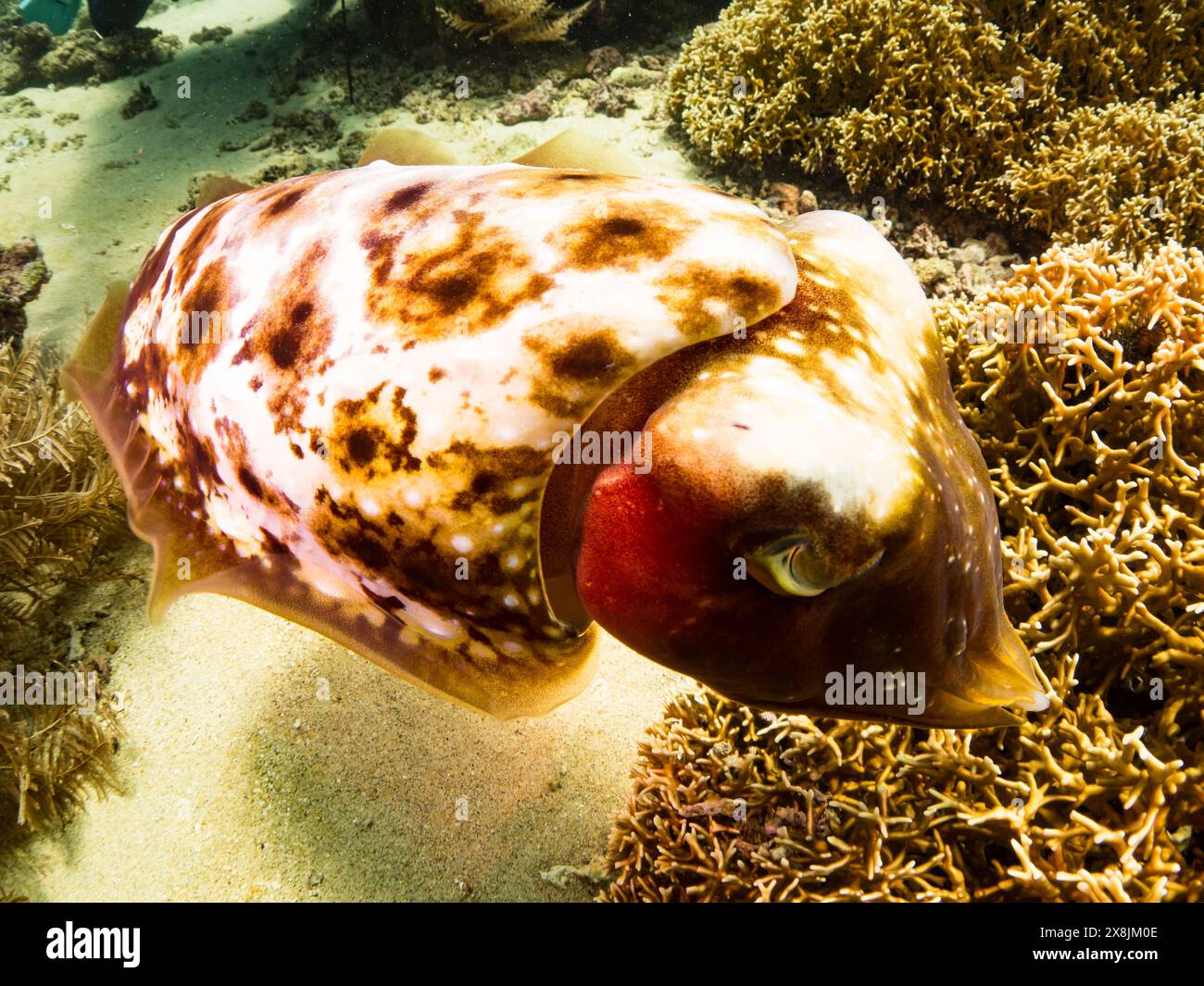 Tintenfisch, Sepia latimanus, in den flachen Korallen von Banda Neira, Indonesien Stockfoto