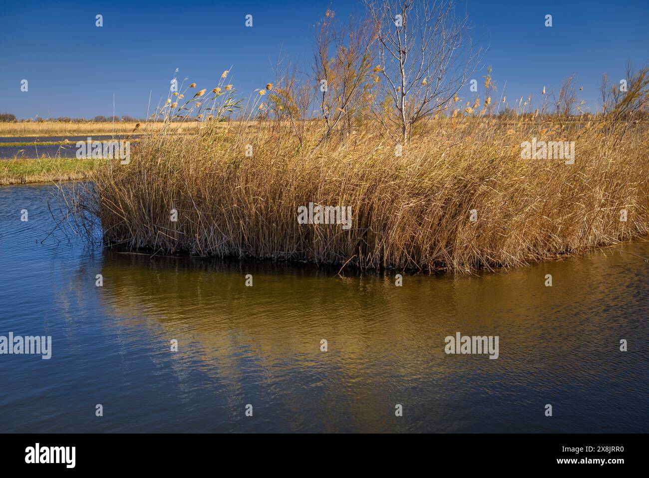 Einige Feuchtgebiete des Ebro-Deltas neben dem Casa de Fusta (Holzhaus) an einem Wintermorgen (Tarragona, Katalonien, Spanien) Stockfoto