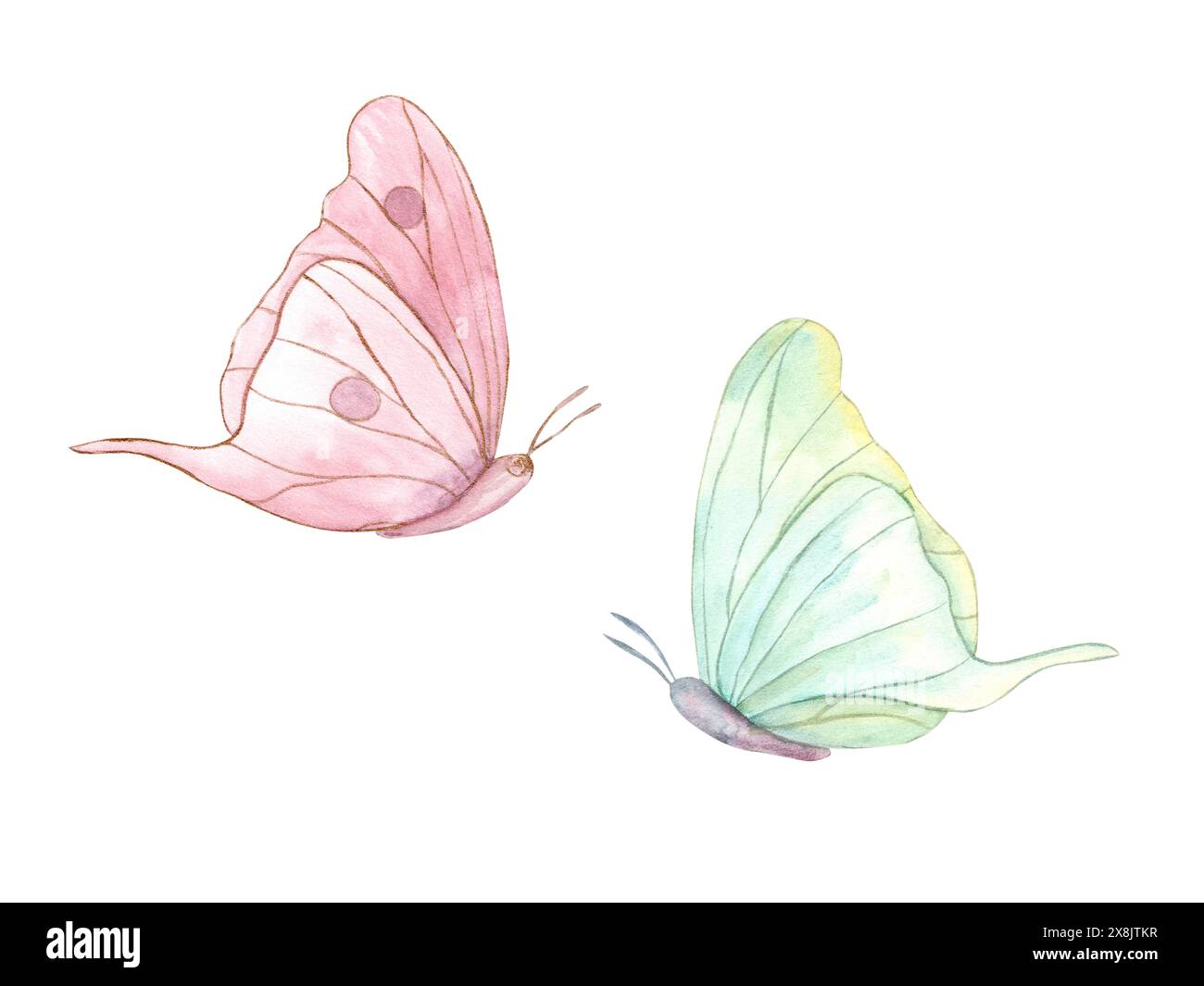 Farbige Schmetterlinge mit gefalteten Flügeln. Zwei abstrakte flatternde tropische Tiere. Morpho-Schmetterling. Handgezeichnete Illustration schöner Insekten. Stockfoto