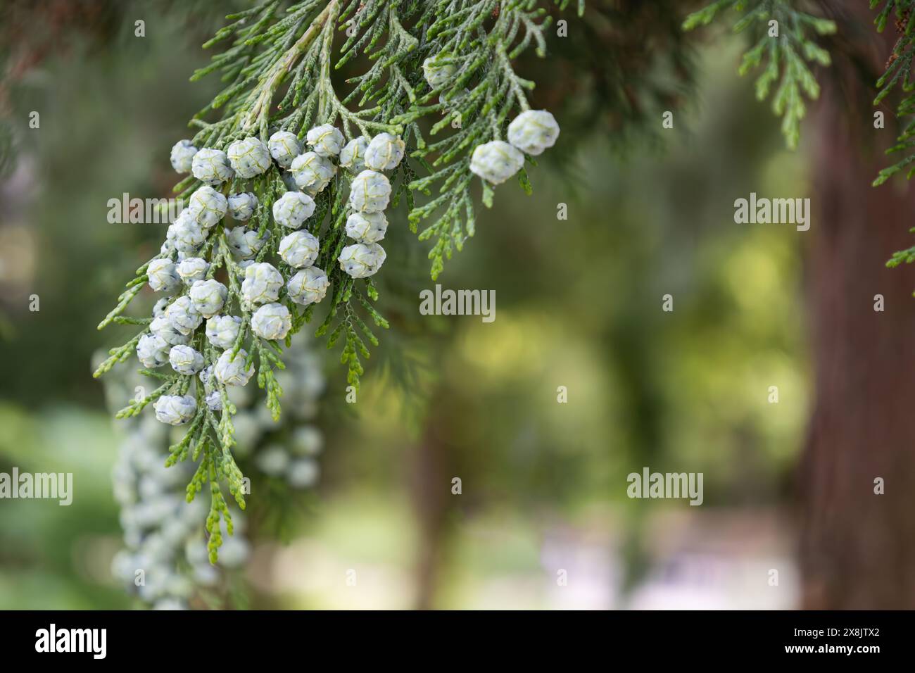 Junge grüne weibliche Kegel von Port Orford Zedernholz. Lawson Zypresse. Zweig mit neuen Samen im Frühjahr. Chamaecyparis lawsoniana. Koniferenarten im GE Stockfoto