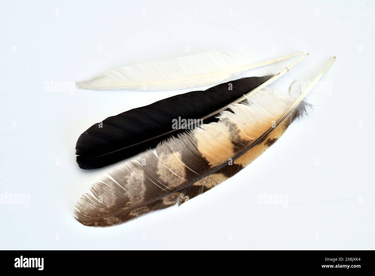 Eine schwarze Feder, die von einem Rabenflügel fiel, eine bunte Falkenfeder und eine weiße Taubenfeder. Stockfoto