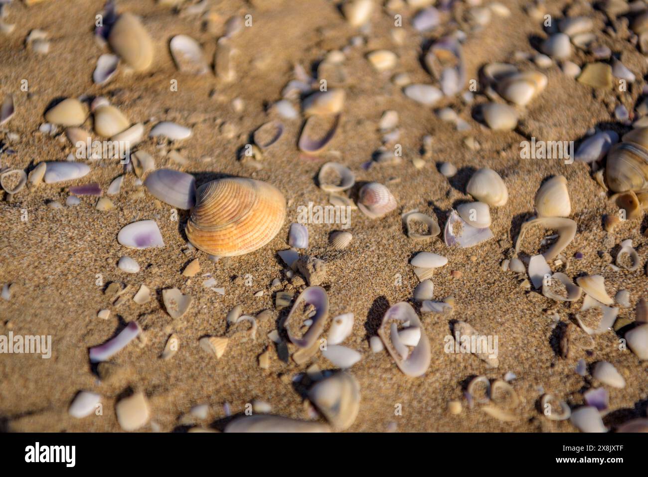 Details der Muscheln im Sand des Strandes La Marquesa, im Ebro-Delta ...