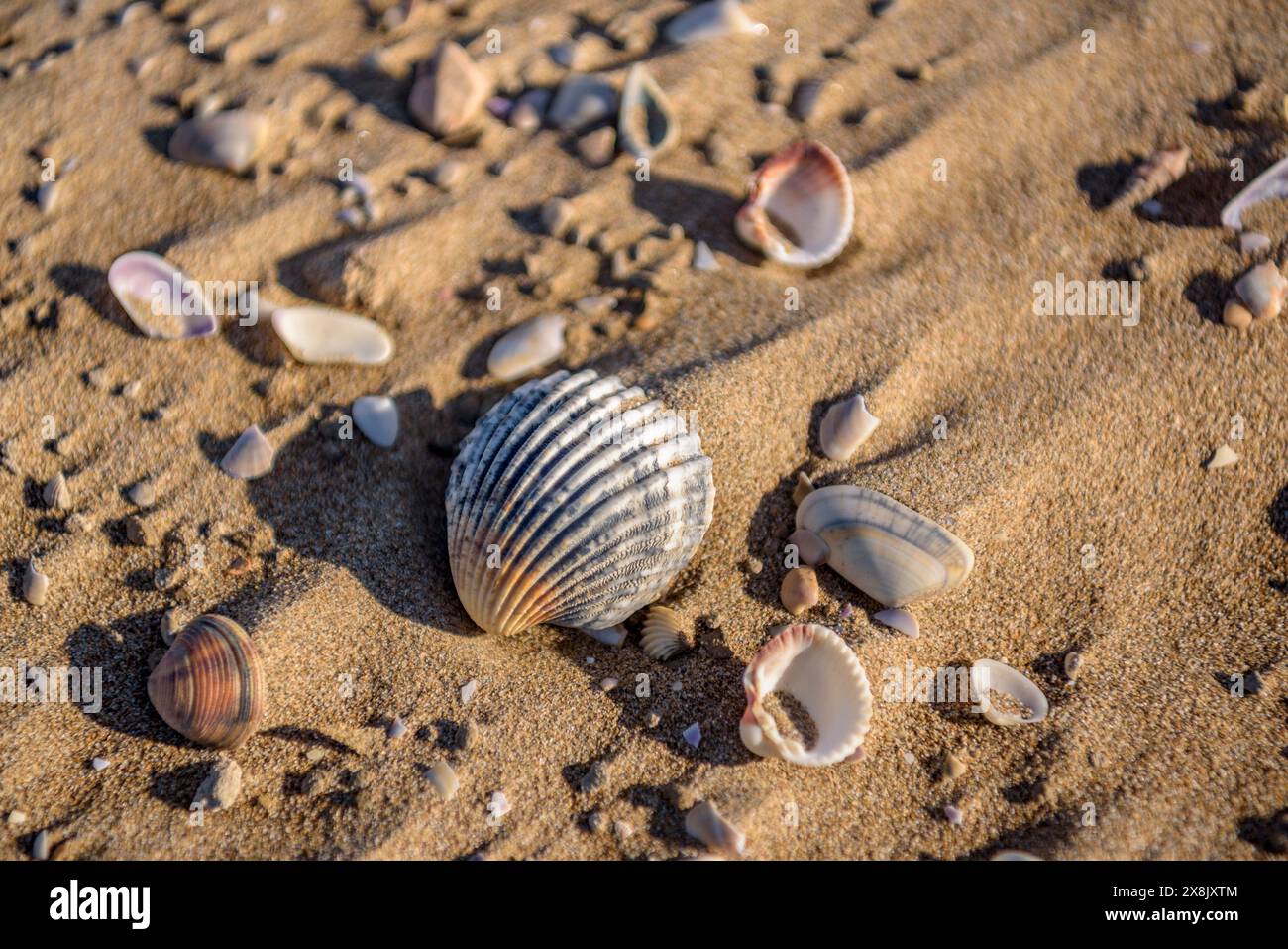 Details der Muscheln im Sand des Strandes La Marquesa, im Ebro-Delta ...