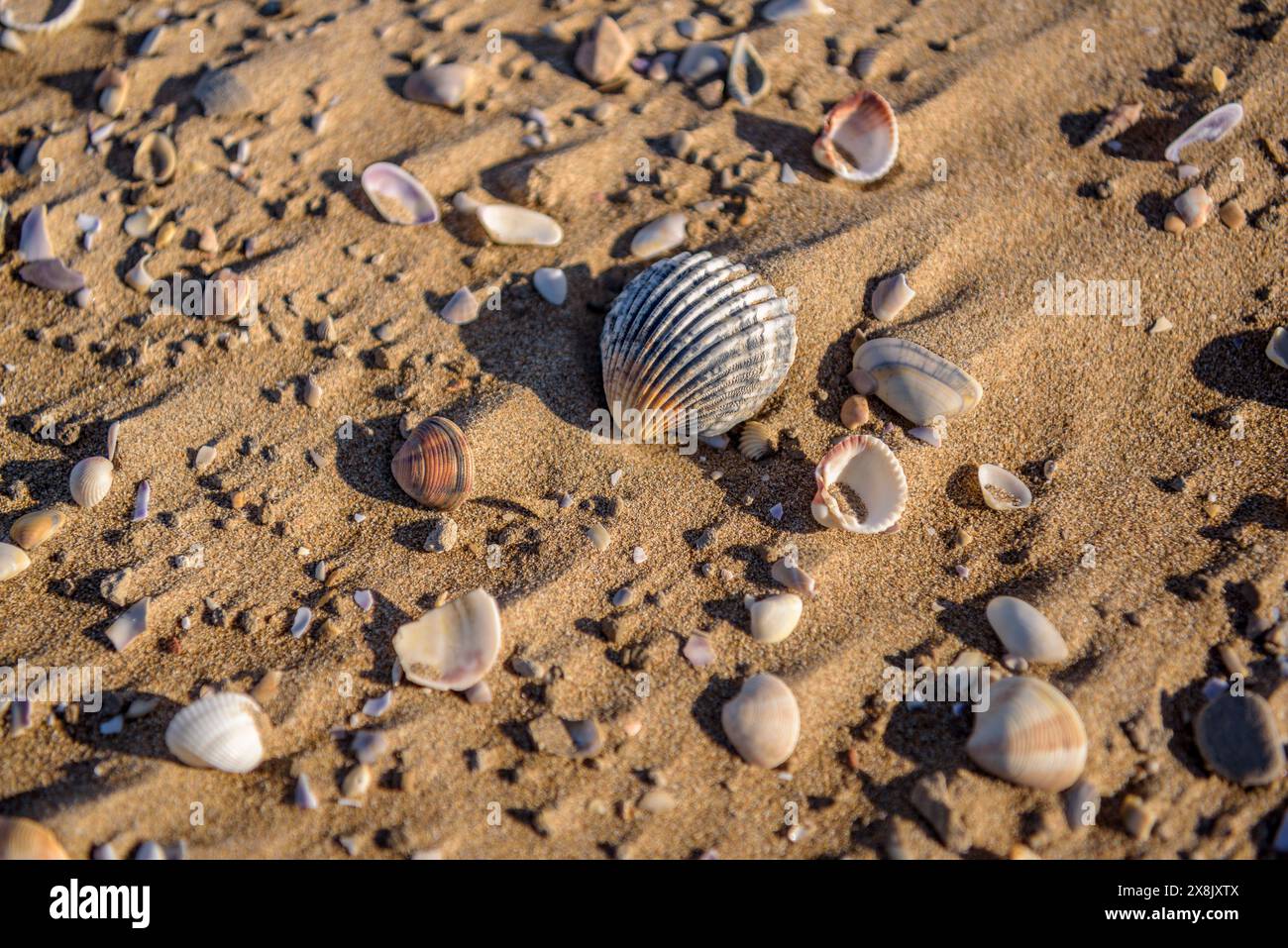 Details der Muscheln im Sand des Strandes La Marquesa, im Ebro-Delta (Tarragona, Katalonien, Spanien) ESP: Detalles de almejas en la arena de la playa Stockfoto