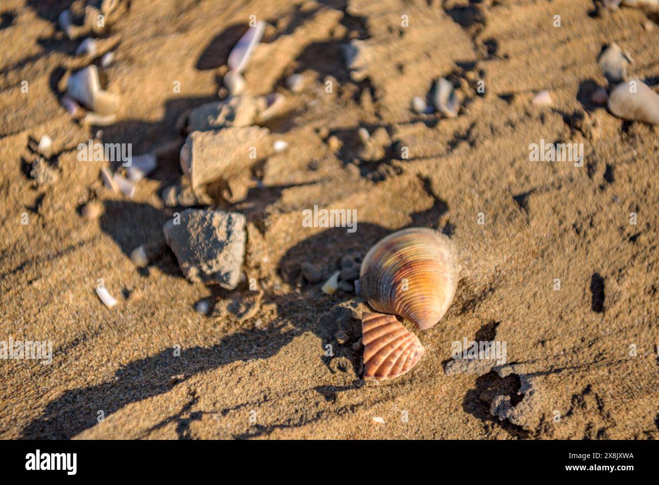 Details der Muscheln im Sand des Strandes La Marquesa, im Ebro-Delta ...