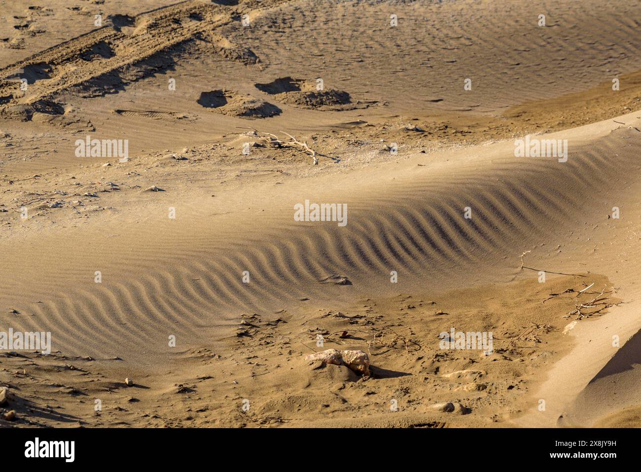 Details der Muscheln im Sand des Strandes La Marquesa, im Ebro-Delta ...
