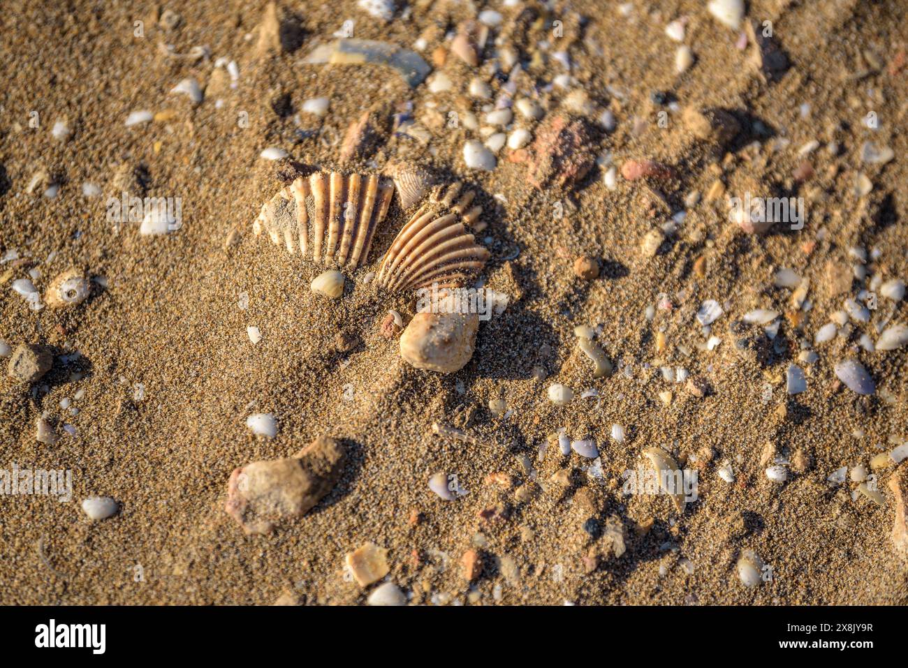 Details der Muscheln im Sand des Strandes La Marquesa, im Ebro-Delta ...