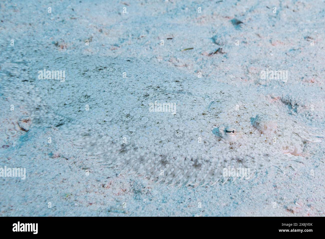 Ein Pfauenflunder, der sich perfekt mit dem Sand verschmolzen hat. Diese seltsame Kreatur lebt am Meeresgrund und nutzt Tarnung zum Überleben Stockfoto