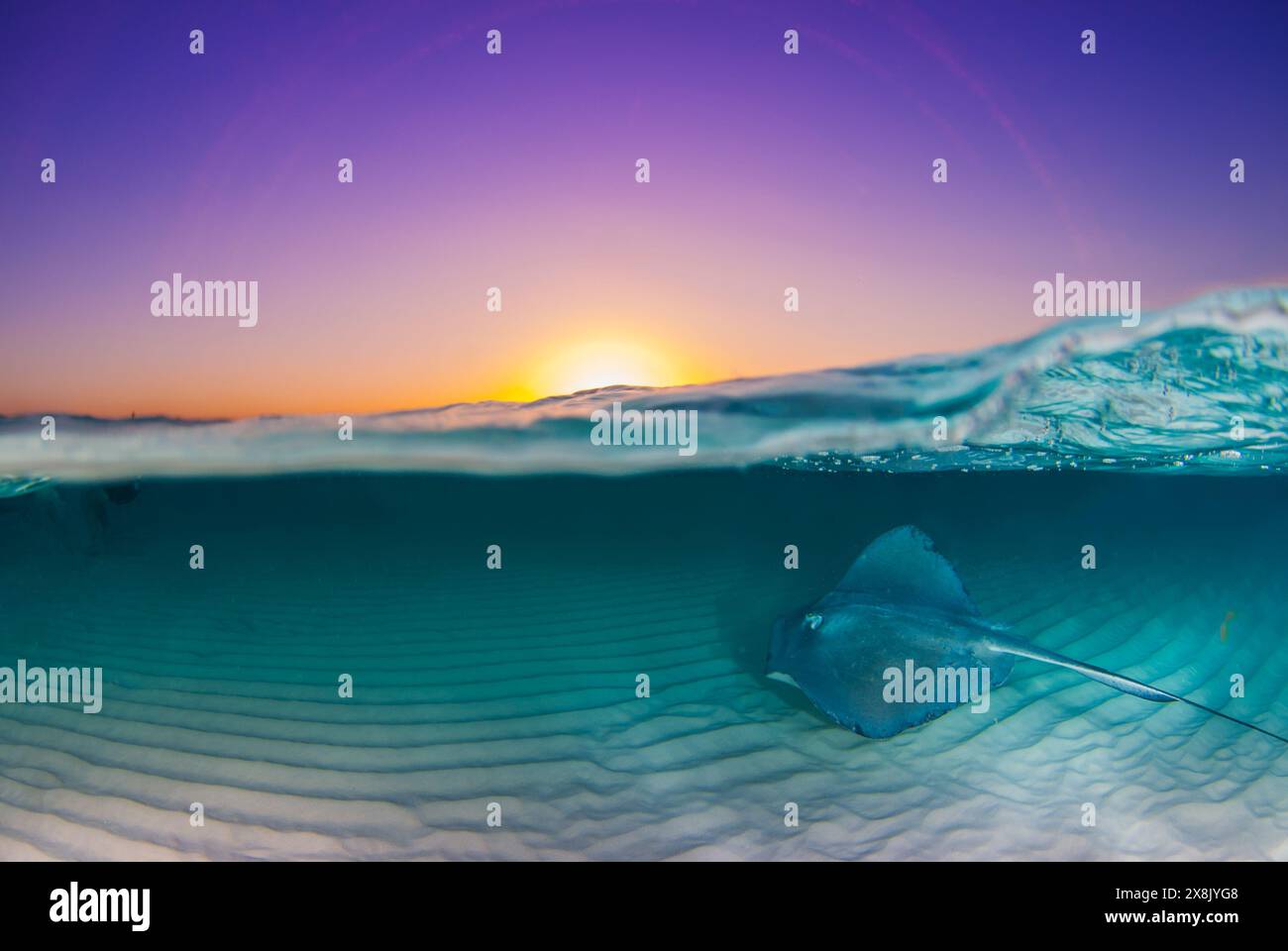 Ein geteilter Schuss eines südlichen Stachelrochen unter der Wasseroberfläche mit dem Himmel, der von einem Morgensonnenaufgang beleuchtet wird Stockfoto