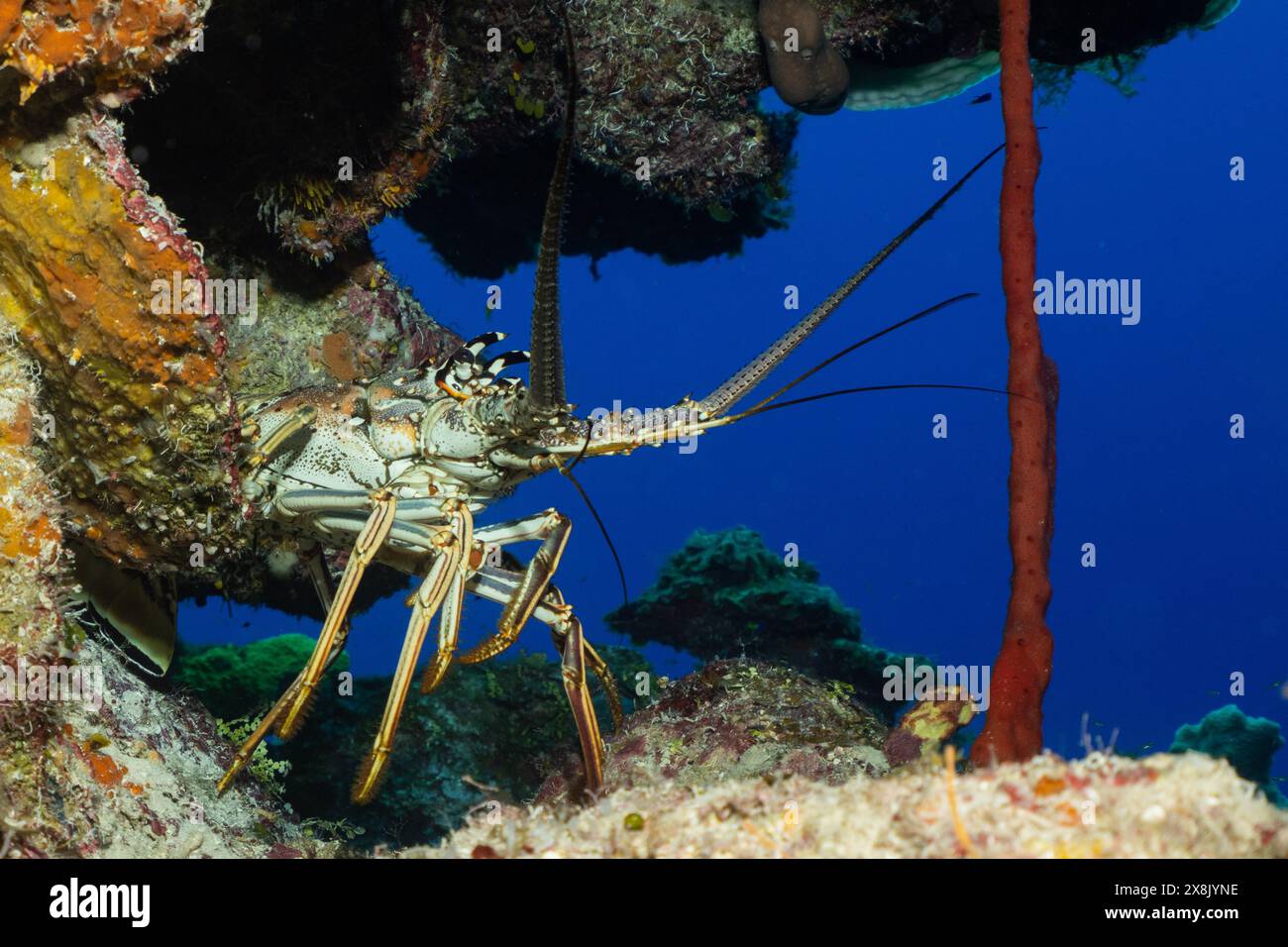 Ein stacheliger Hummer, der gegen das tiefe Blau des tropischen Meeres um Little Cayman geschossen wurde. Diese Kreatur ist zu Hause versteckt im Korallenriff Stockfoto