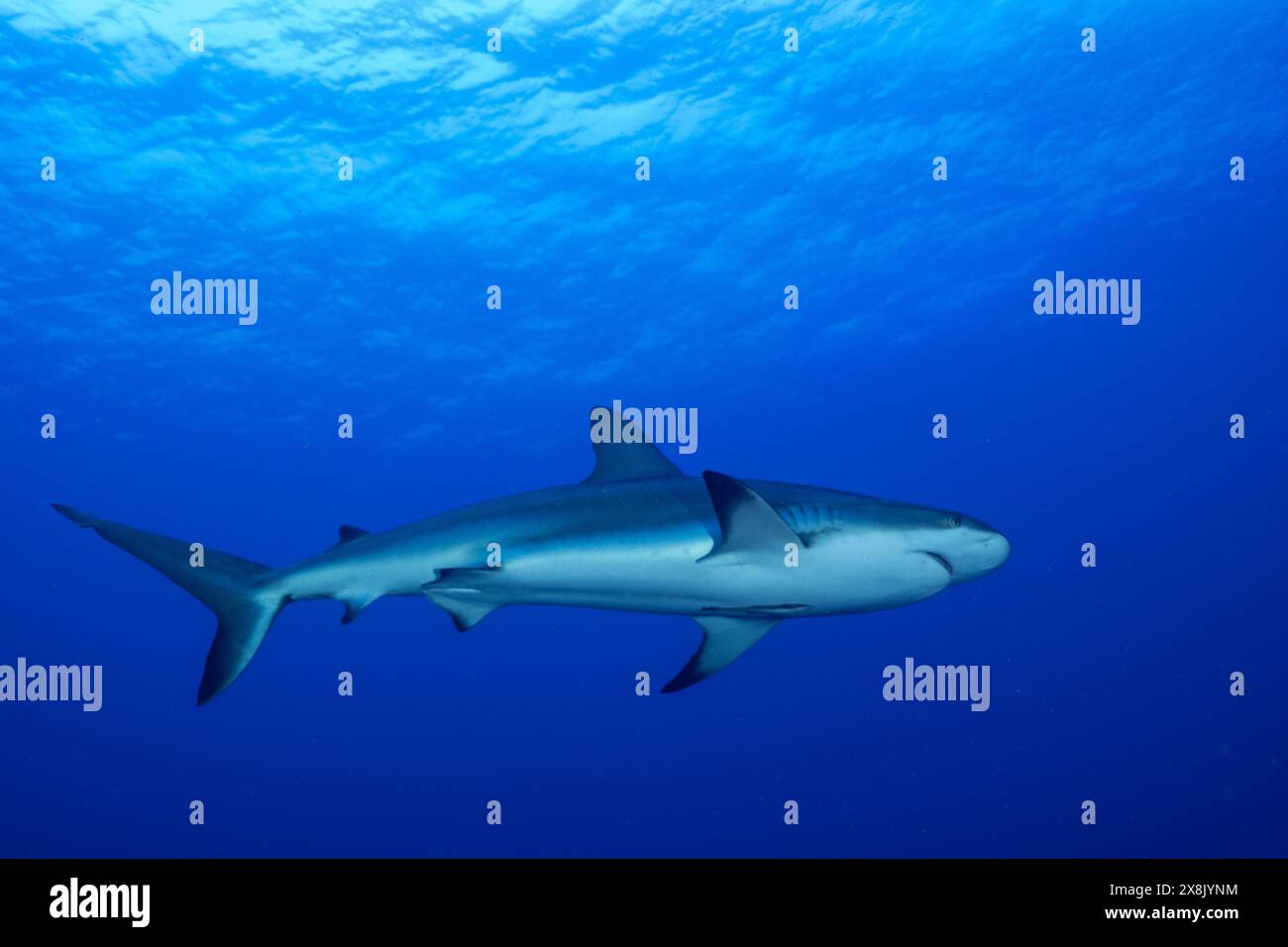 Ein ausgewachsener karibischer Riffhai patrouilliert im tiefblauen Wasser. Diese Spitzenräuber sind unerlässlich, um ein gesundes Ökosystem zu verwalten Stockfoto