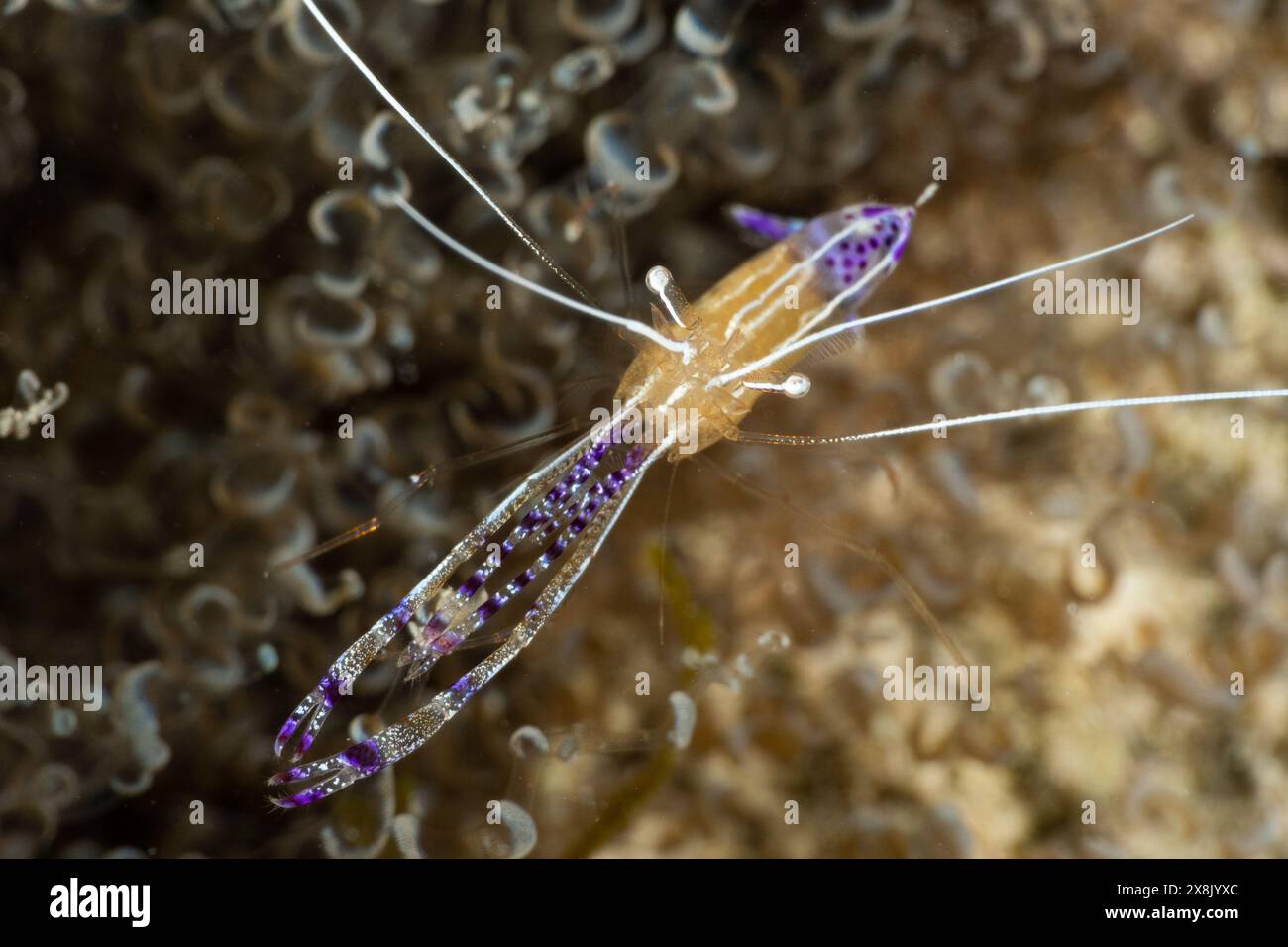 Eine pederson-Putzgarnele in einer Reinigungsstation am Riff, die darauf wartet, dass ein Fisch vorbeiruft, damit er seine Arbeit in der symbiotischen Beziehung erledigen kann Stockfoto