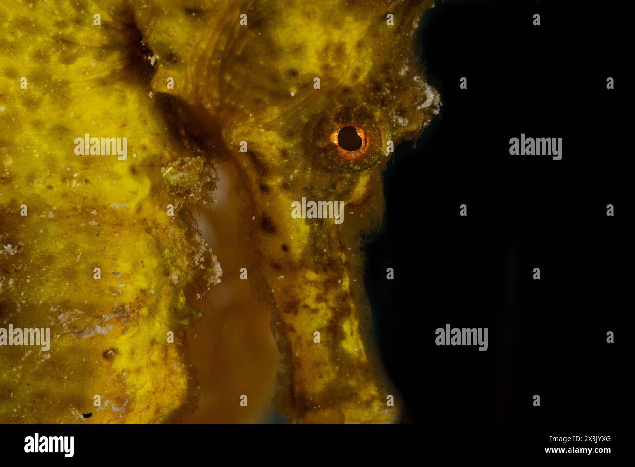 Ein niedliches gelbes Seepferd, das sich mit seinem kräftigen Schwanz am Riff befestigt hat. Diese faszinierenden Kreaturen sind in der tropischen Karibik zu Hause Stockfoto