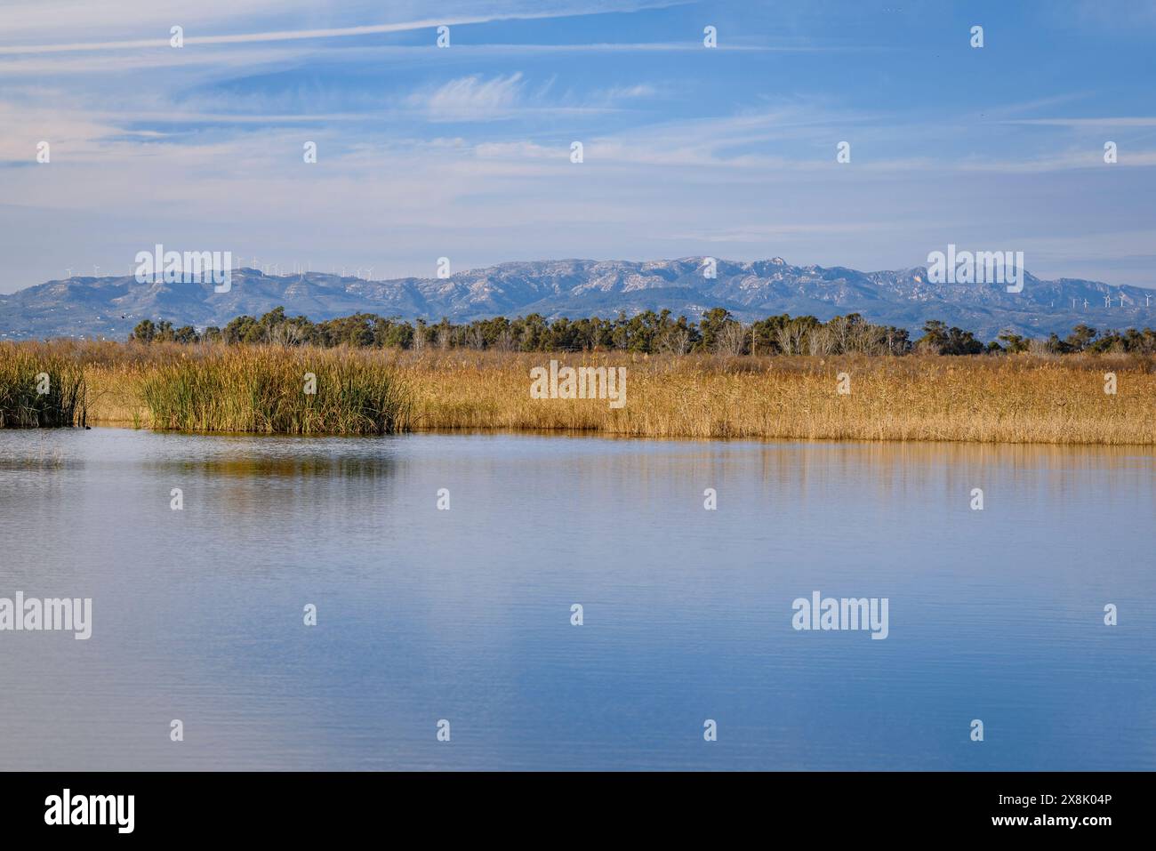 Lagune von Violí, im Gebiet von L'Alfacada, im Ebro-Delta, an einem Winternachmittag (Tarragona, Katalonien, Spanien) ESP: Laguna del Violí, al Delta del Ebro Stockfoto