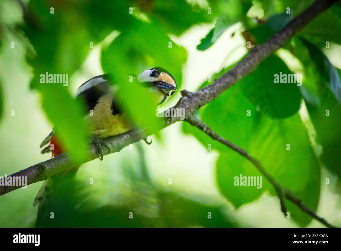 Großspecht (Dendrocopos Major) Stockfoto