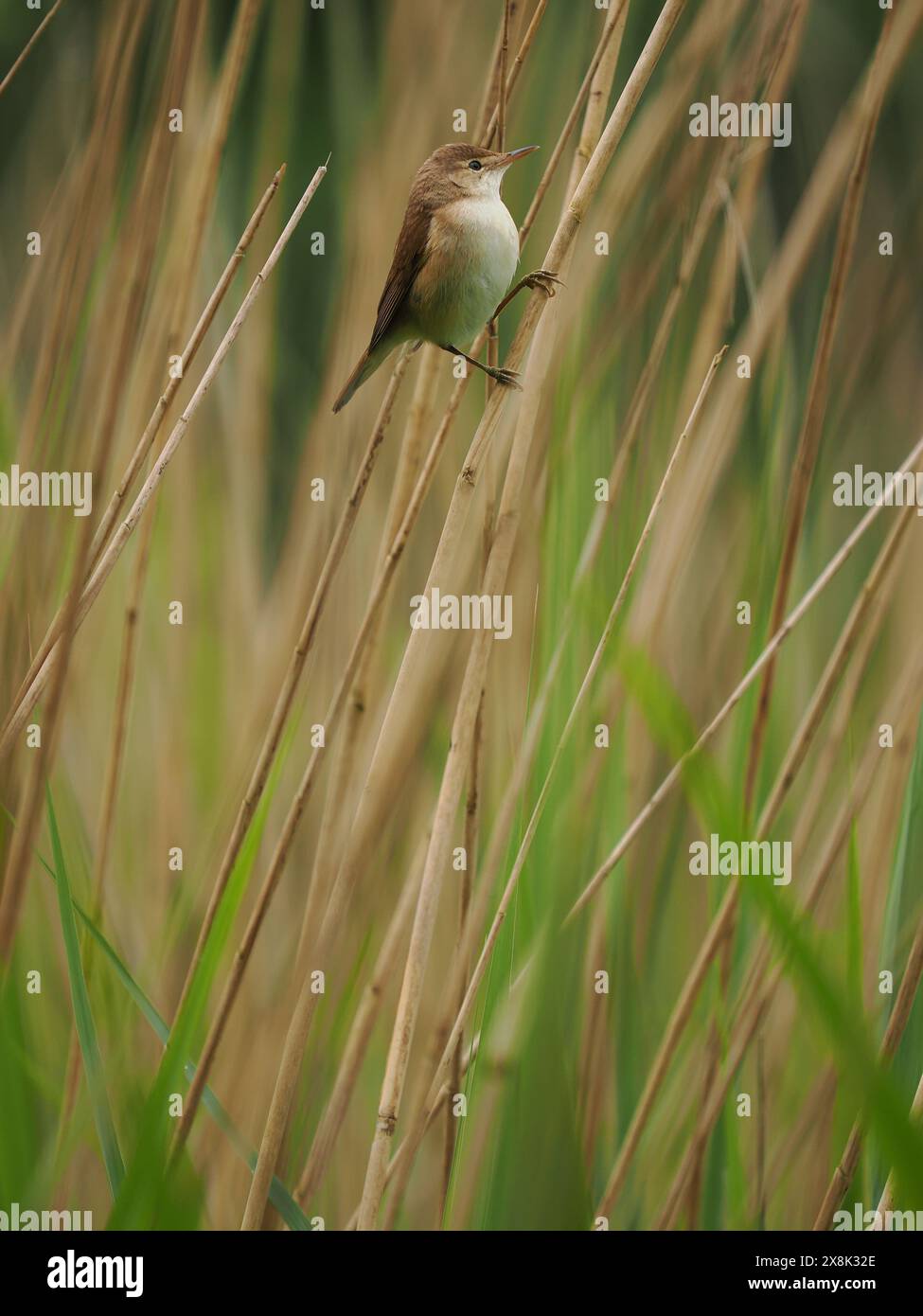 Die lokalen Schilfkrautmaler sammeln noch Nestmaterial, aber einige sind möglicherweise bereits auf Eiern. Stockfoto