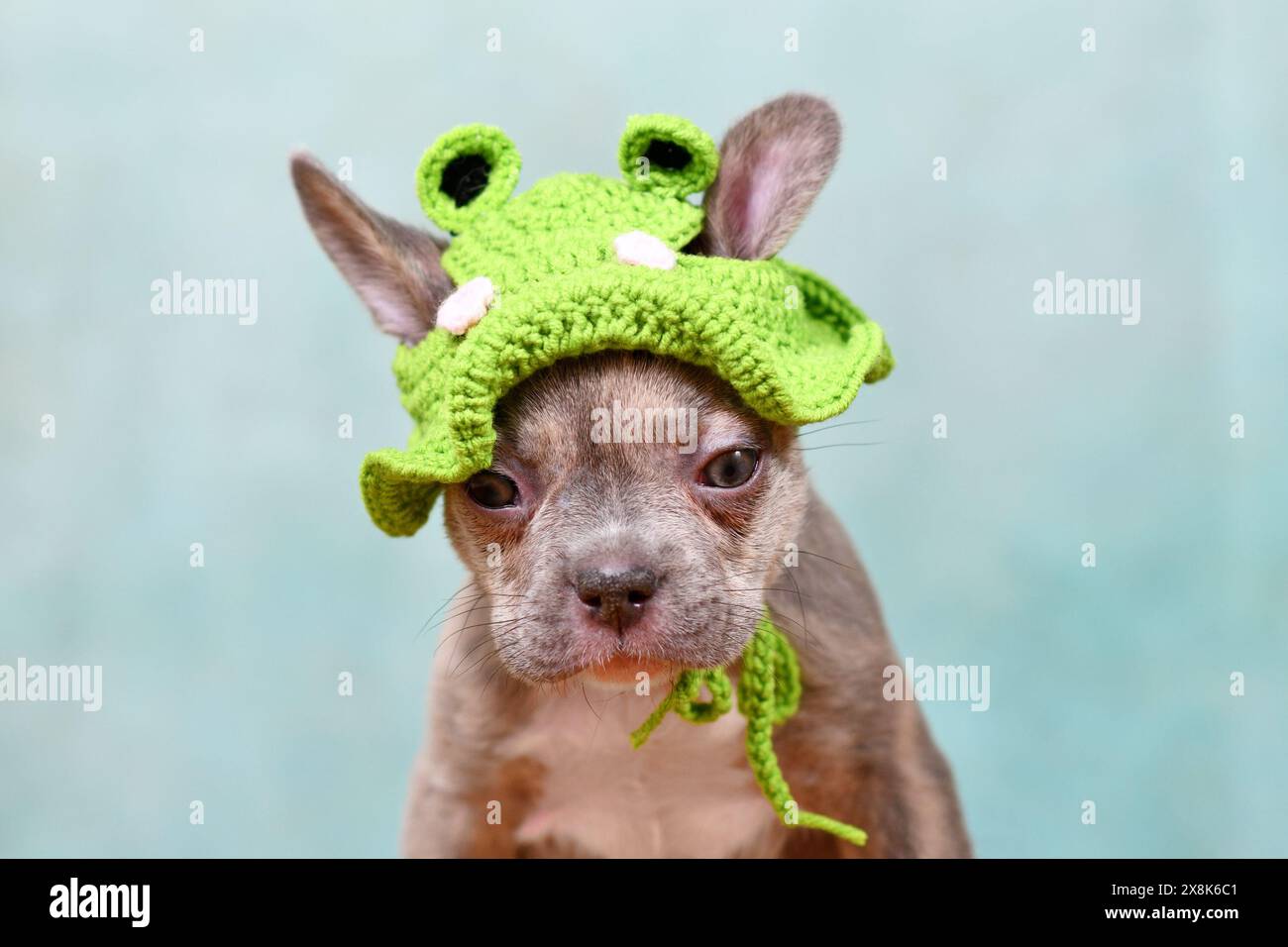 Süßer junger Lilac Brindle französischer Bulldog Hund Welpe mit gestricktem Froschhut Stockfoto