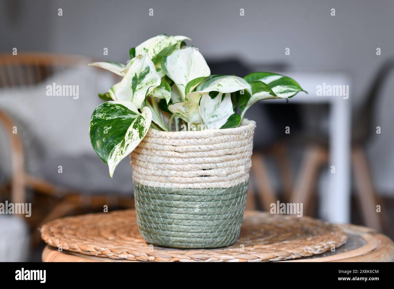 Kleine tropische "Epipremnum Aureum Manjula" Pothos-Zimmerpflanze im Blumentopf auf dem Tisch im Wohnzimmer Stockfoto