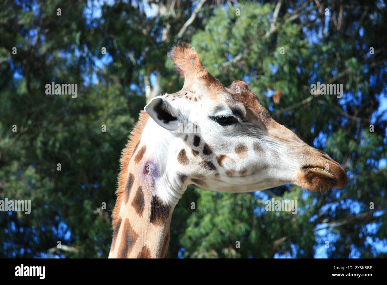 Giraffe im Wellington Zoo, Nordinsel, Neuseeland Stockfoto